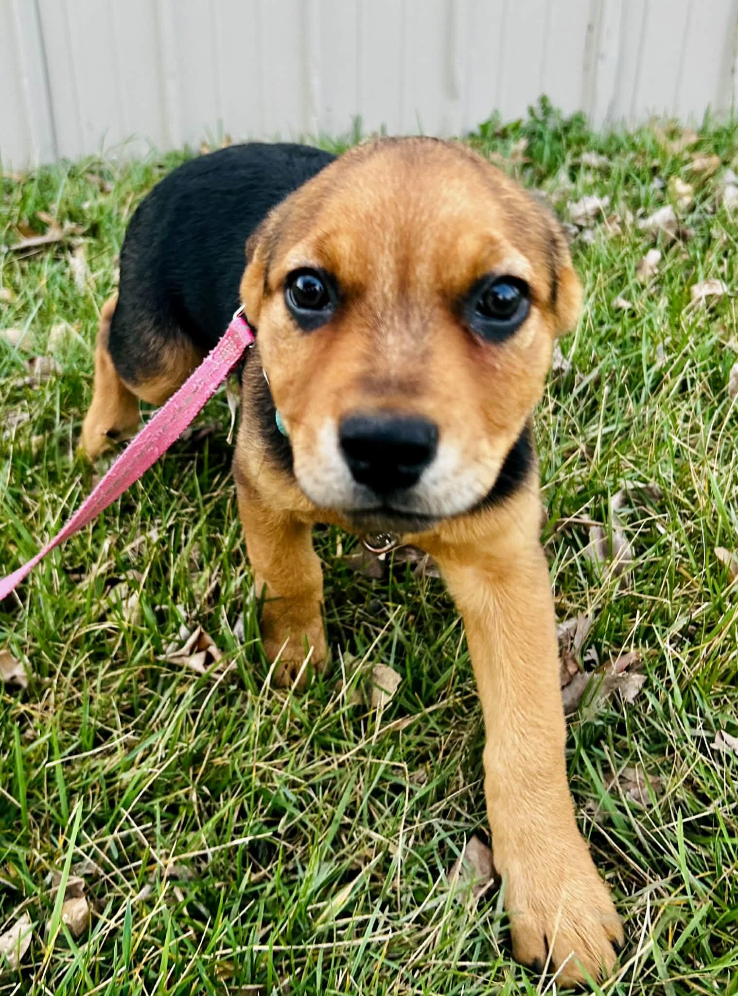 Winter , a ADOPTABLE mixed breed in Columbia, MO image 2/6