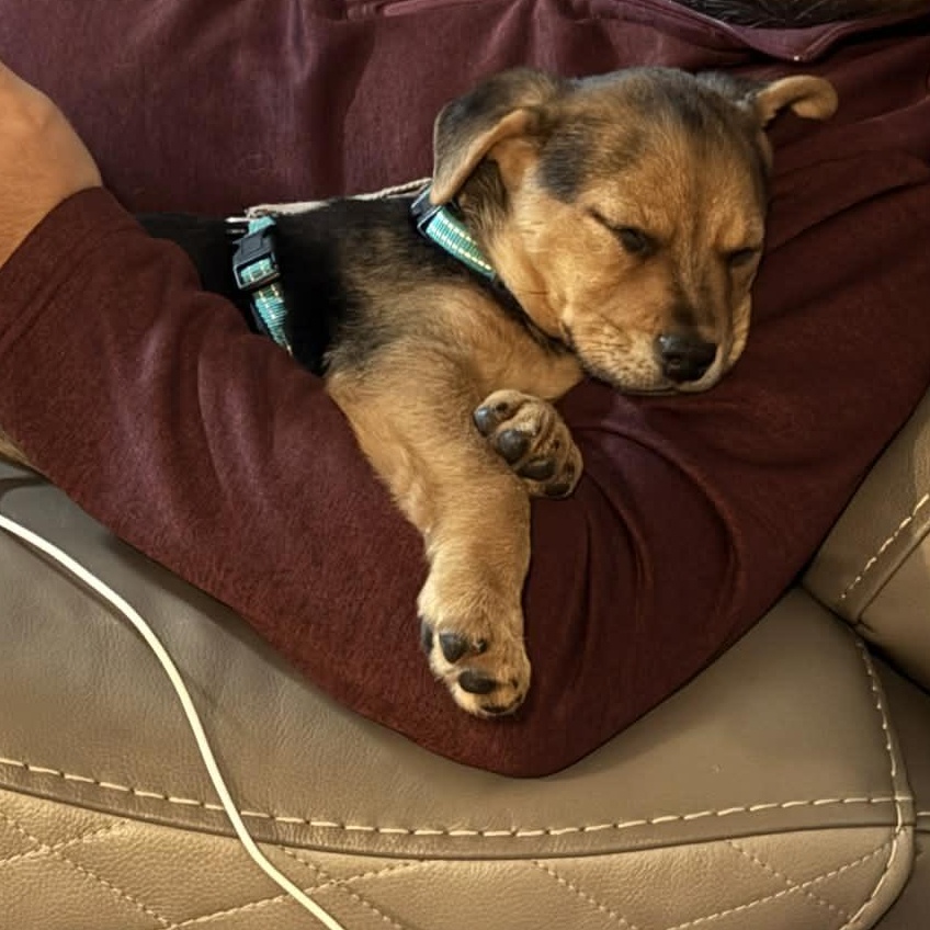 Winter , a ADOPTABLE mixed breed in Columbia, MO image 5/6