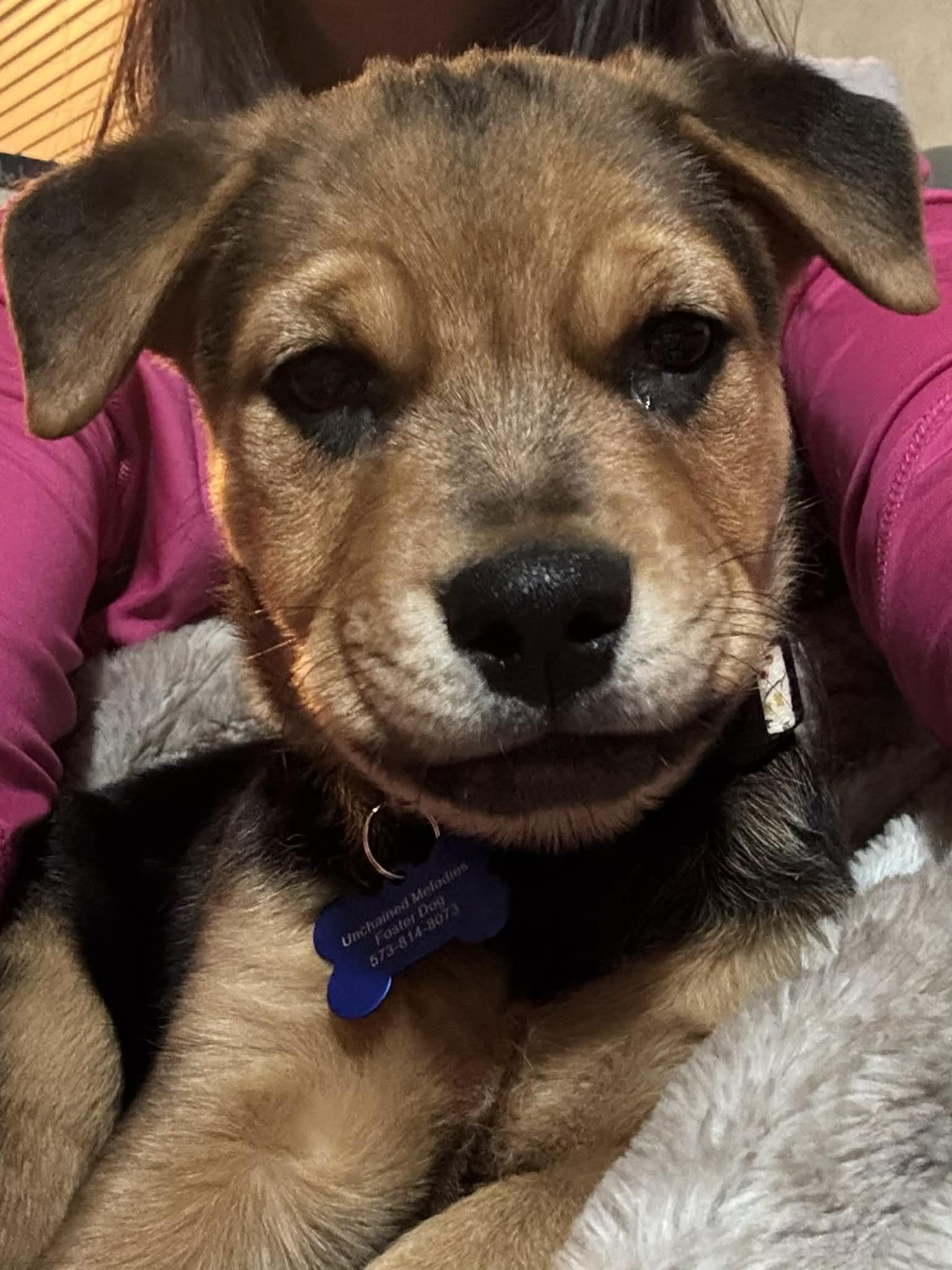 Winter , a ADOPTABLE mixed breed in Columbia, MO image 3/6