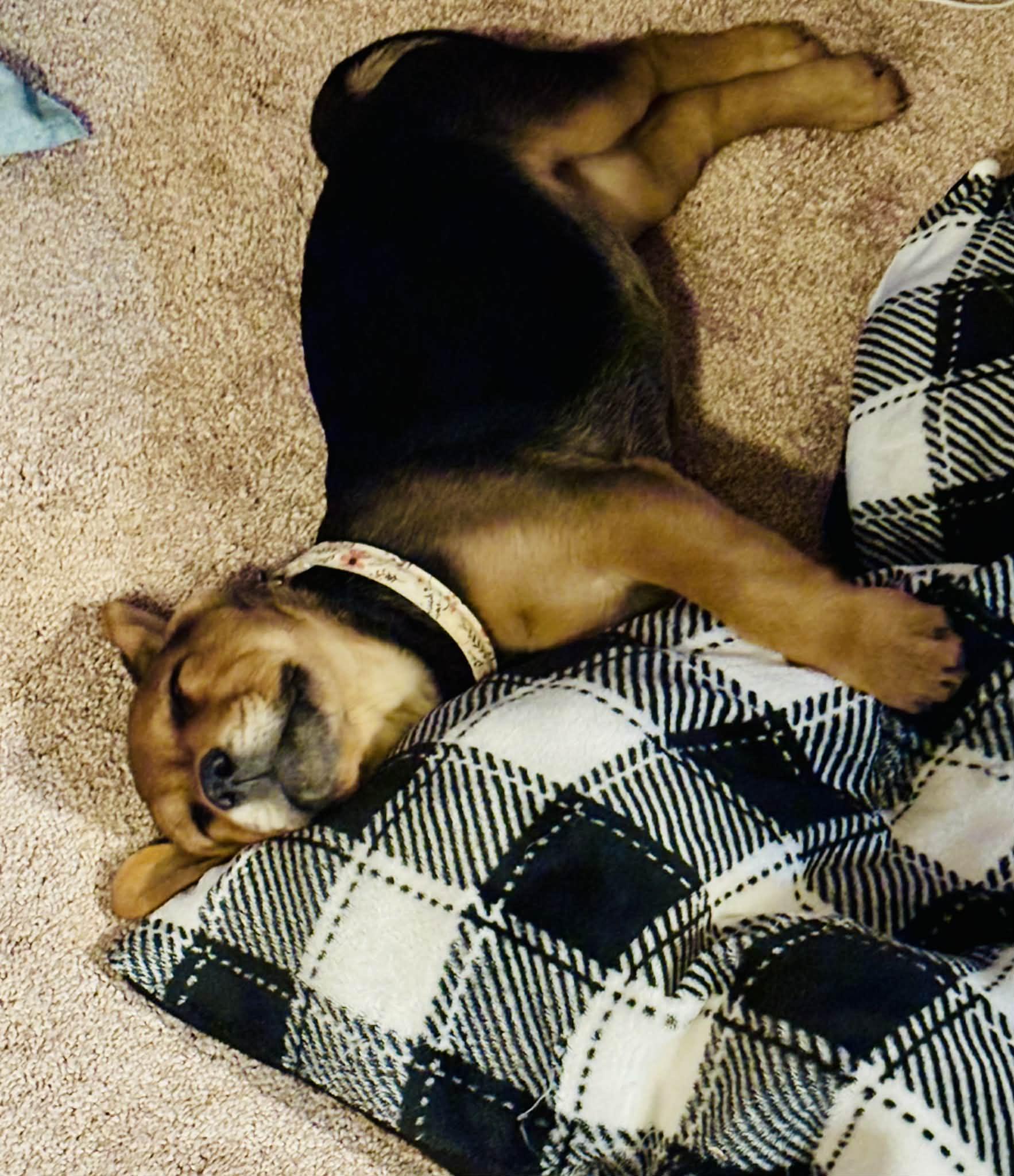 Winter , a ADOPTABLE mixed breed in Columbia, MO image 4/6