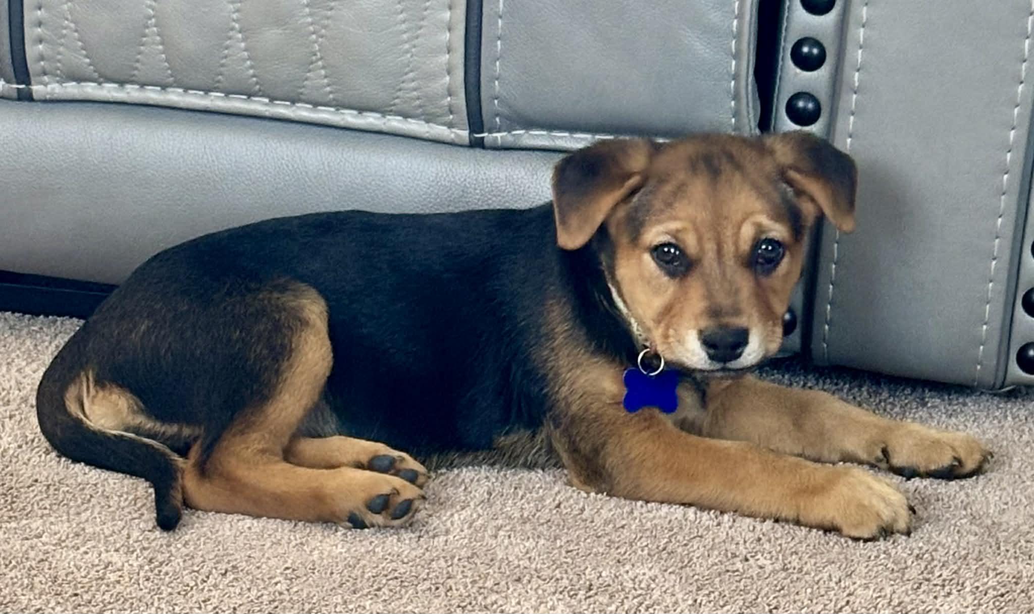 Winter , ADOPTABLE, Puppy Female Mixed Breed & Rhodesian Ridgeback.