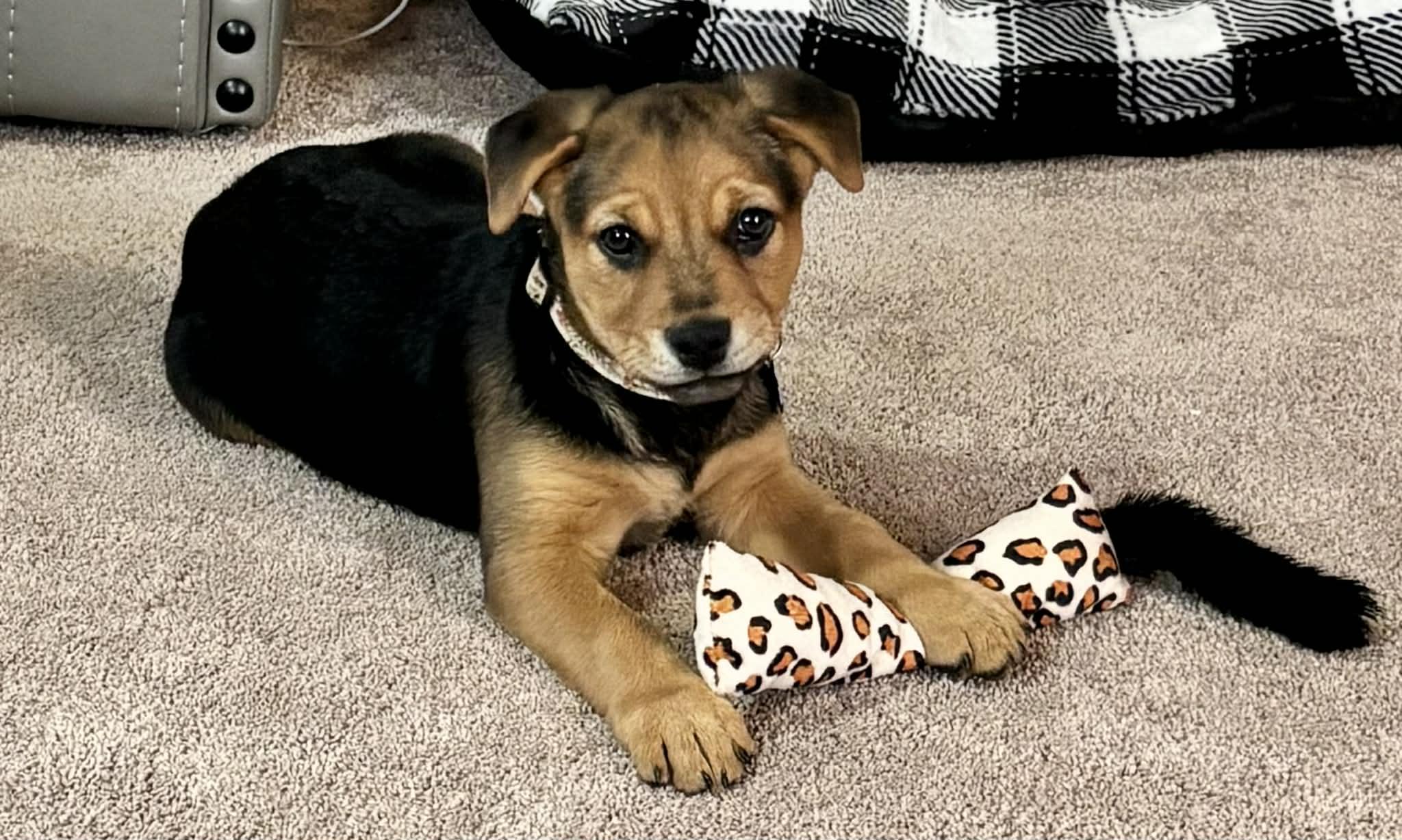 Winter , a ADOPTABLE mixed breed in Columbia, MO image 6/6