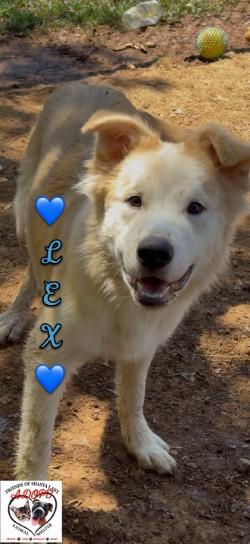 Enlarge Lex, a Adoptable mixed breed in Shasta Lake, CA image 1/3