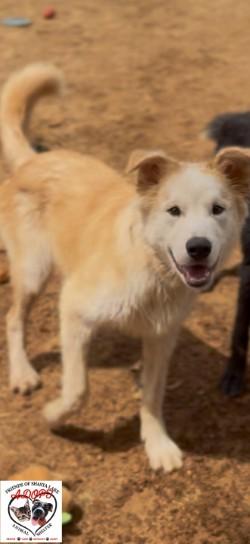 Enlarge Lex, a Adoptable mixed breed in Shasta Lake, CA image 2/3