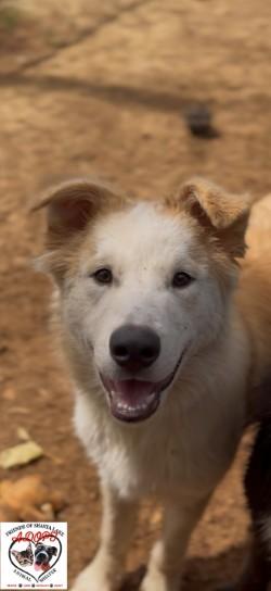Enlarge Lex, a Adoptable mixed breed in Shasta Lake, CA image 3/3