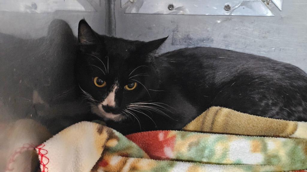 Shyki, Adoptable, Adult Male Domestic Short Hair.