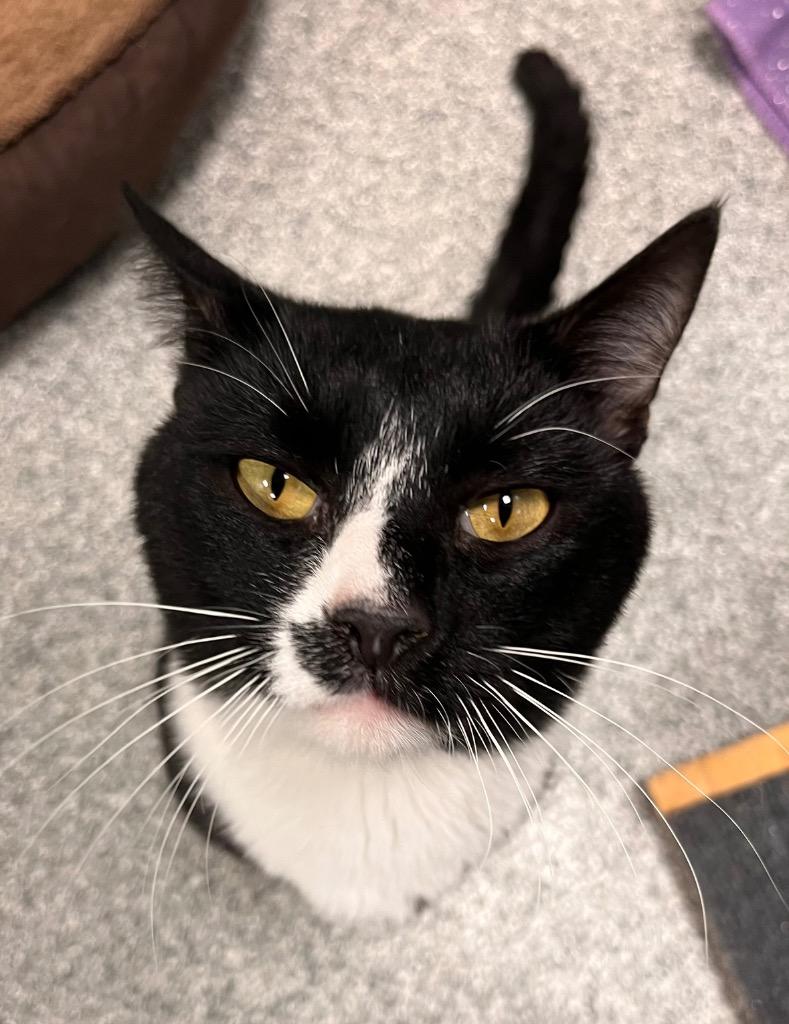 Enlarge Shyki, a Adoptable mixed breed in Huntington, IN image 3/4