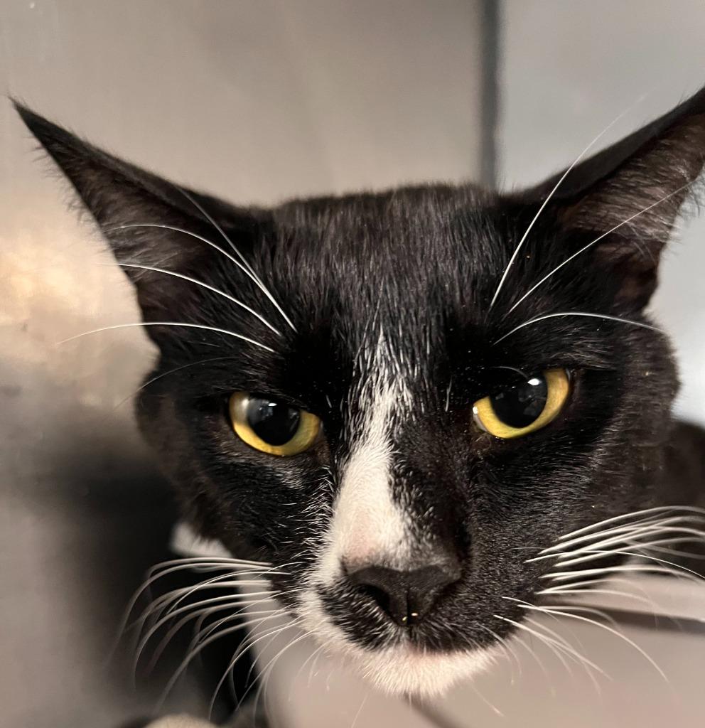 Enlarge Shyki, a Adoptable mixed breed in Huntington, IN image 4/4