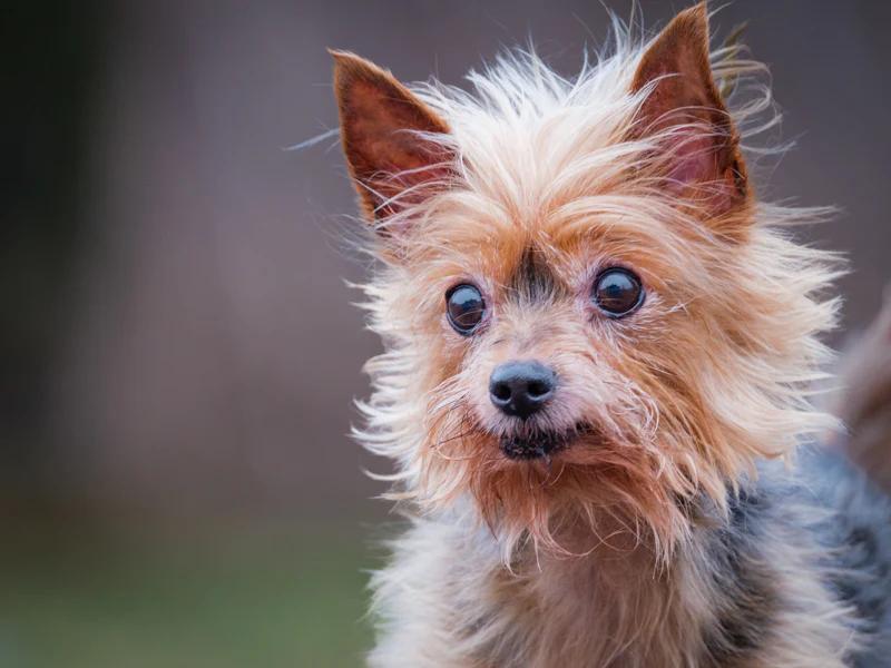 Lexa, adopted, Senior Female Yorkshire Terrier.