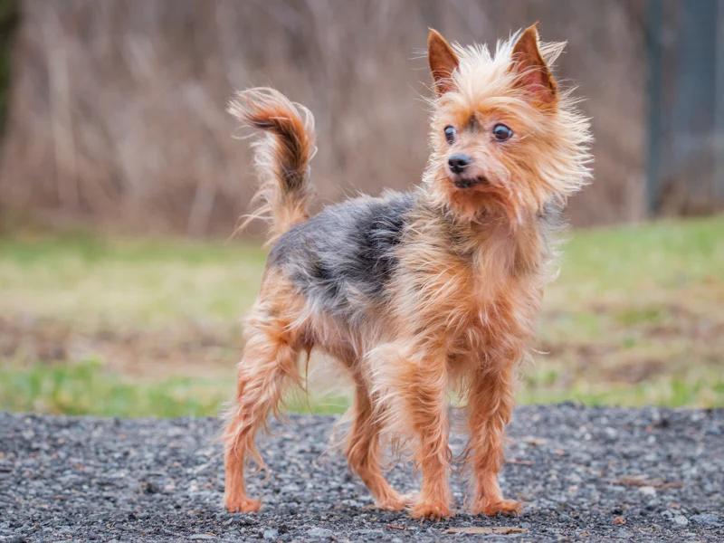Enlarge Lexa, an adopted Yorkshire Terrier in Pointe-Fortune, QC image 3/4