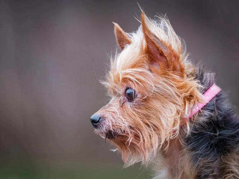 Enlarge Lexa, an adopted Yorkshire Terrier in Pointe-Fortune, QC image 2/4