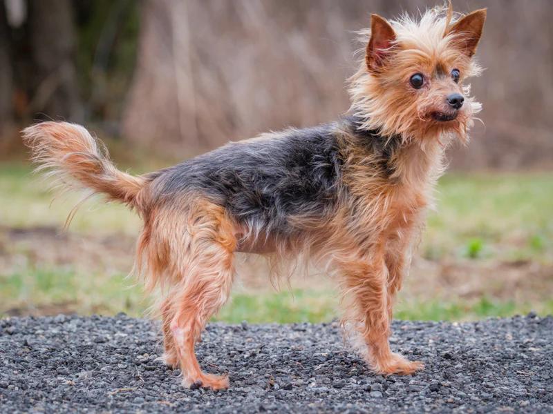 Enlarge Lexa, an adopted Yorkshire Terrier in Pointe-Fortune, QC image 4/4