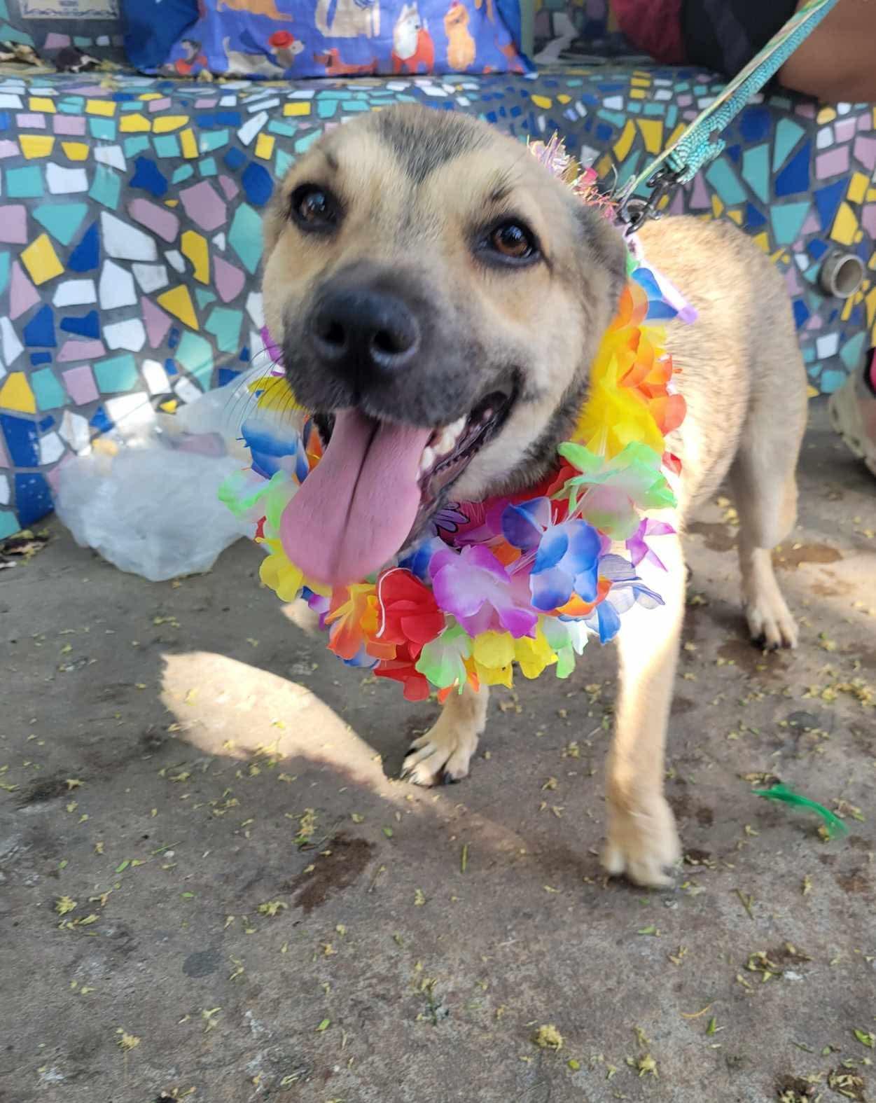 Enlarge Betita, a Adopted mixed breed in Seattle, WA image 4/5