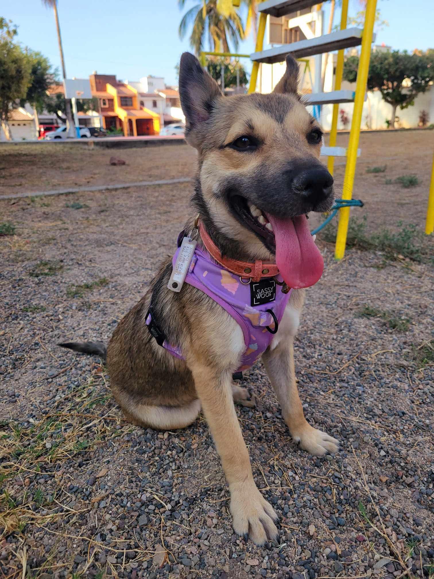 Enlarge Betita, a Adopted mixed breed in Seattle, WA image 5/5