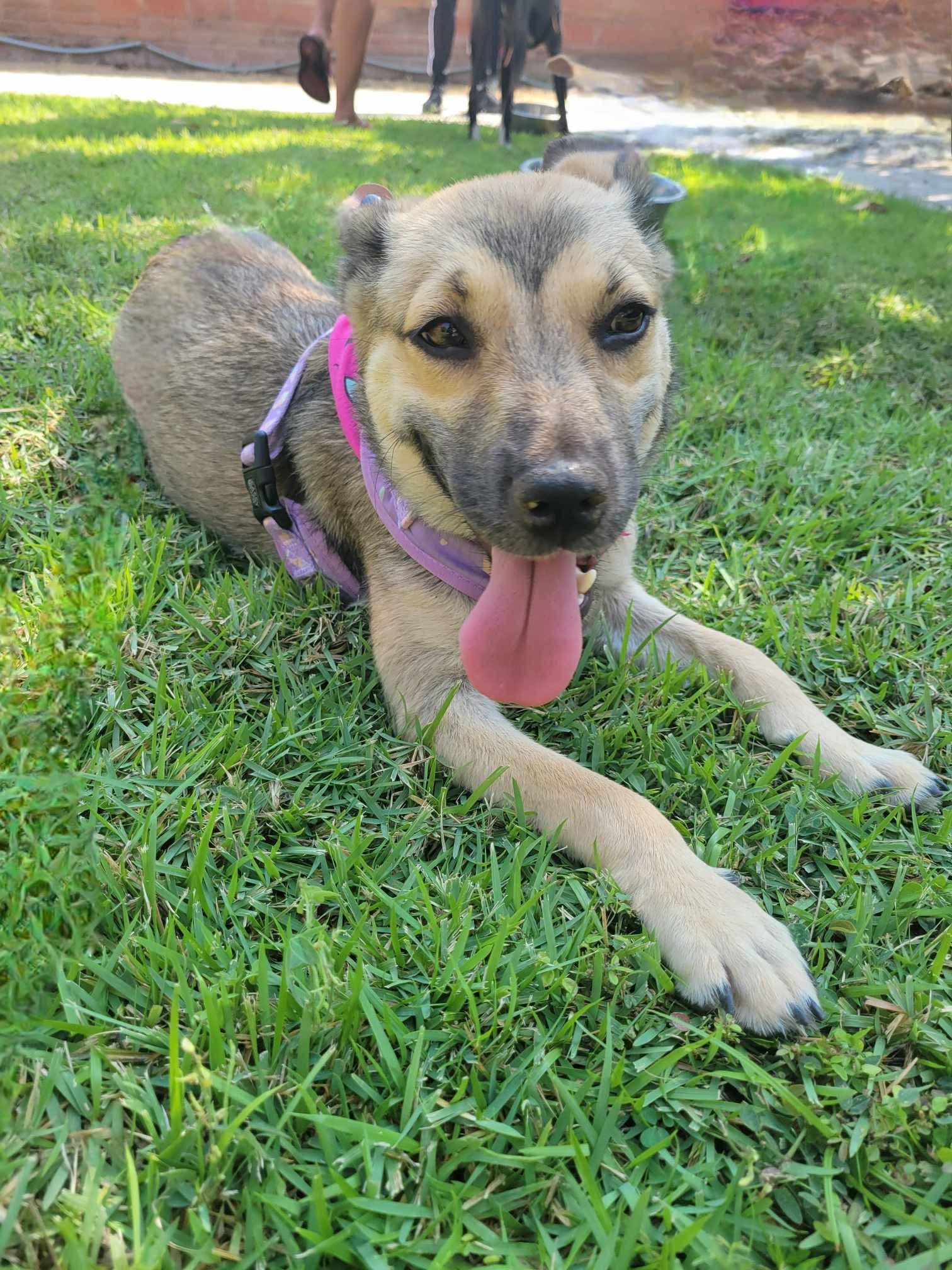 Enlarge Betita, a Adopted mixed breed in Seattle, WA image 2/5