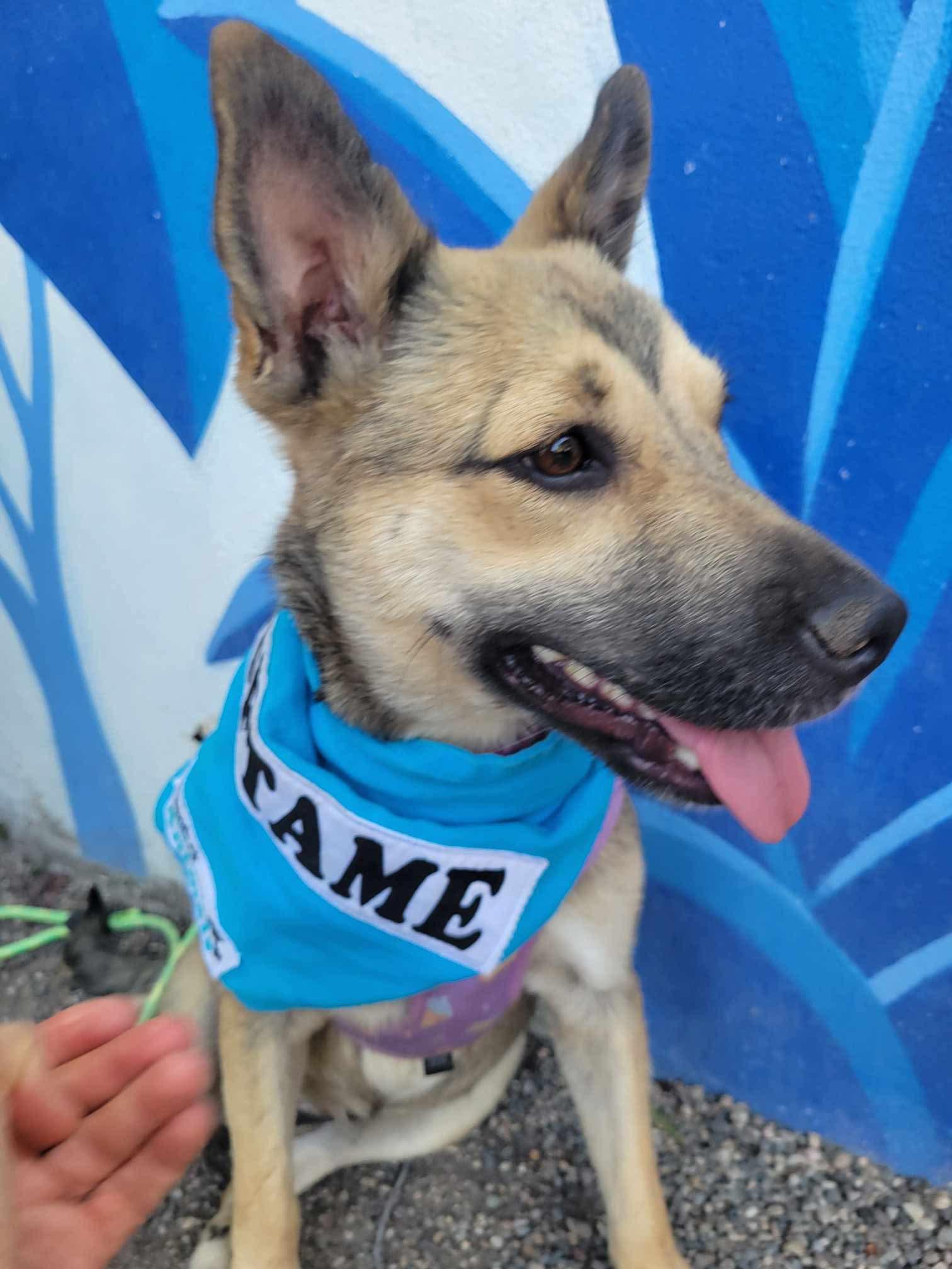 Enlarge Betita, a Adopted mixed breed in Seattle, WA image 3/5