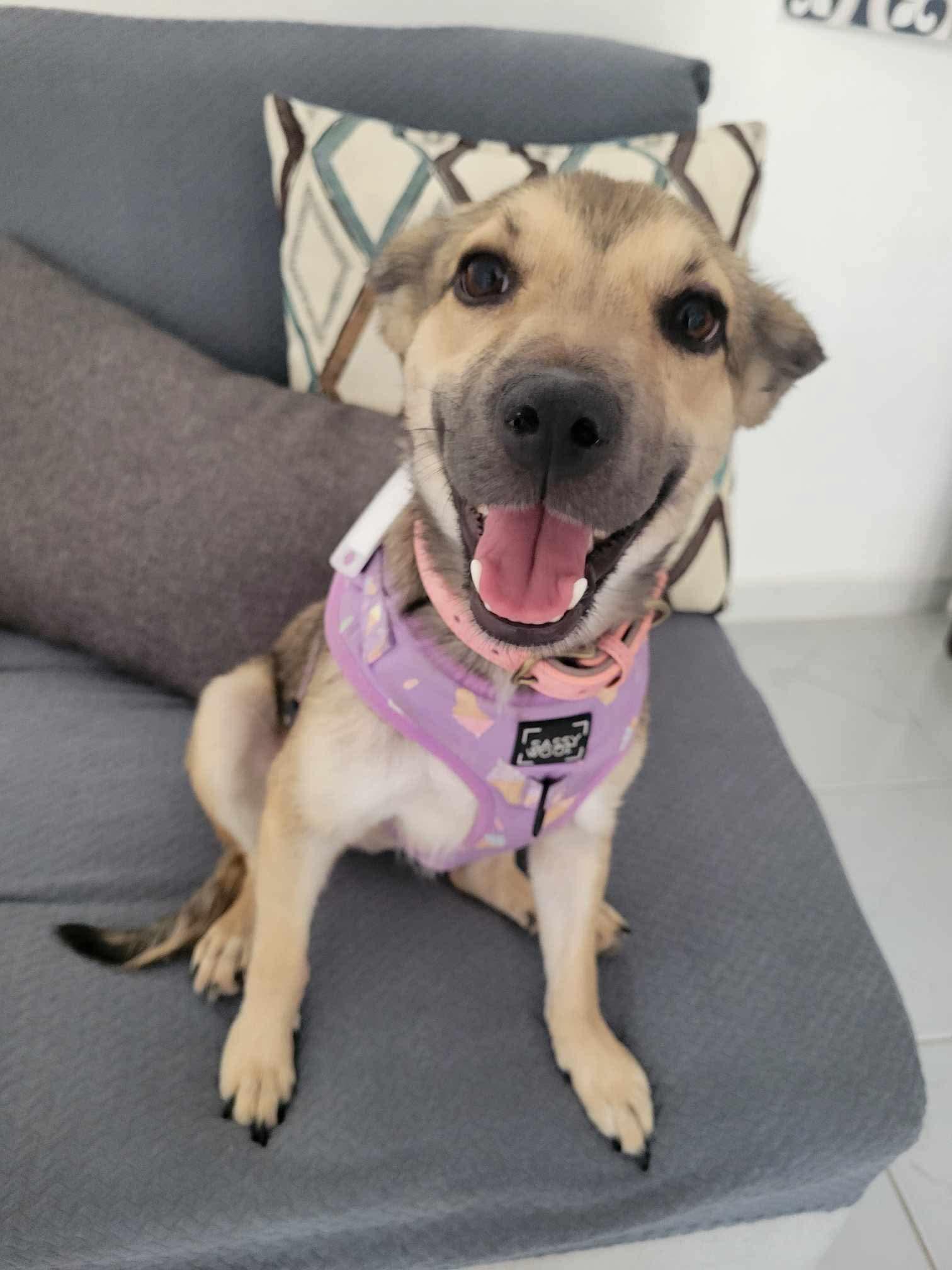 Enlarge Betita, a Adopted mixed breed in Seattle, WA image 1/5