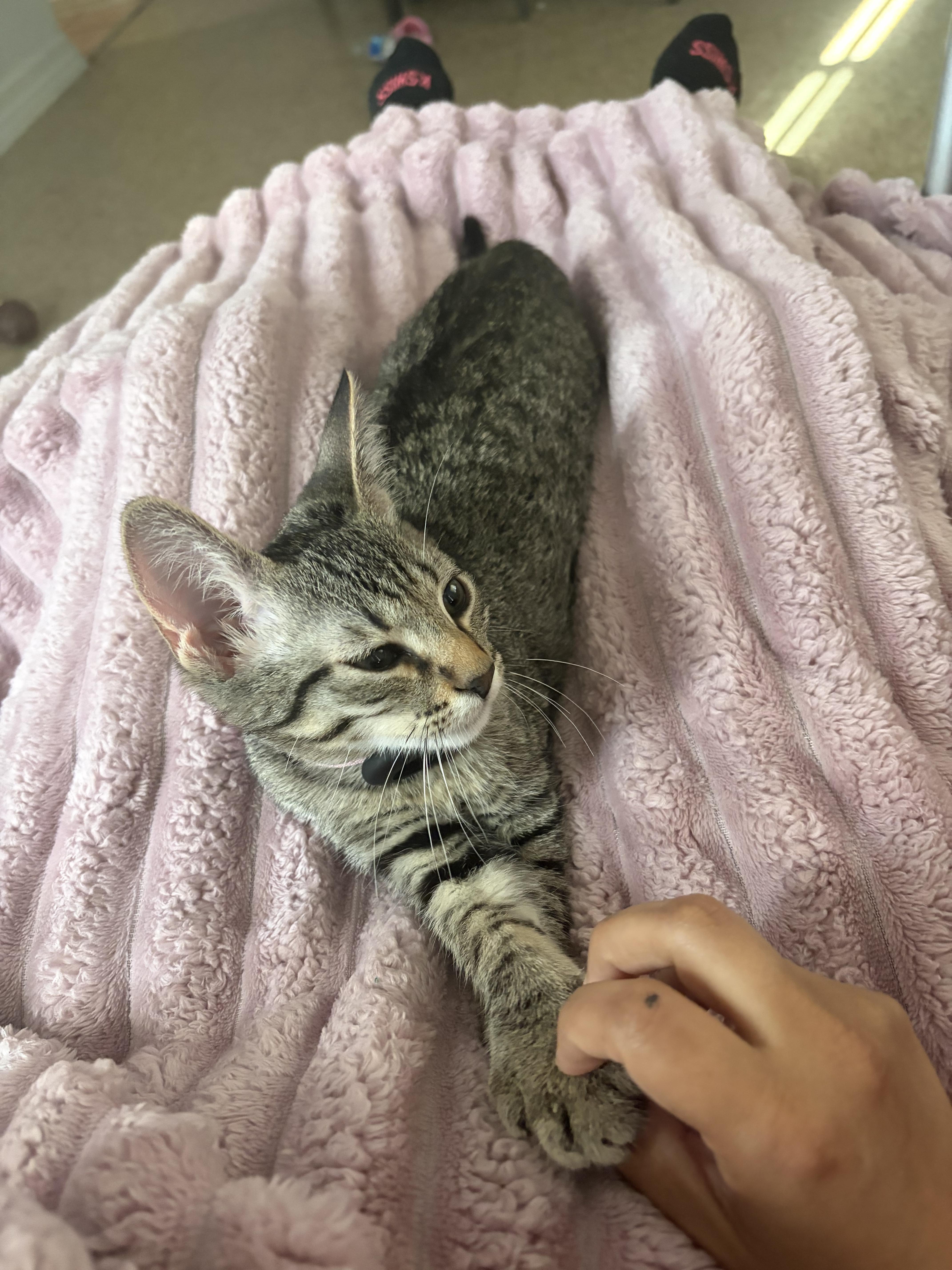 Enlarge Chili, a ADOPTABLE Domestic Short Hair in San Diego, CA image 2/4