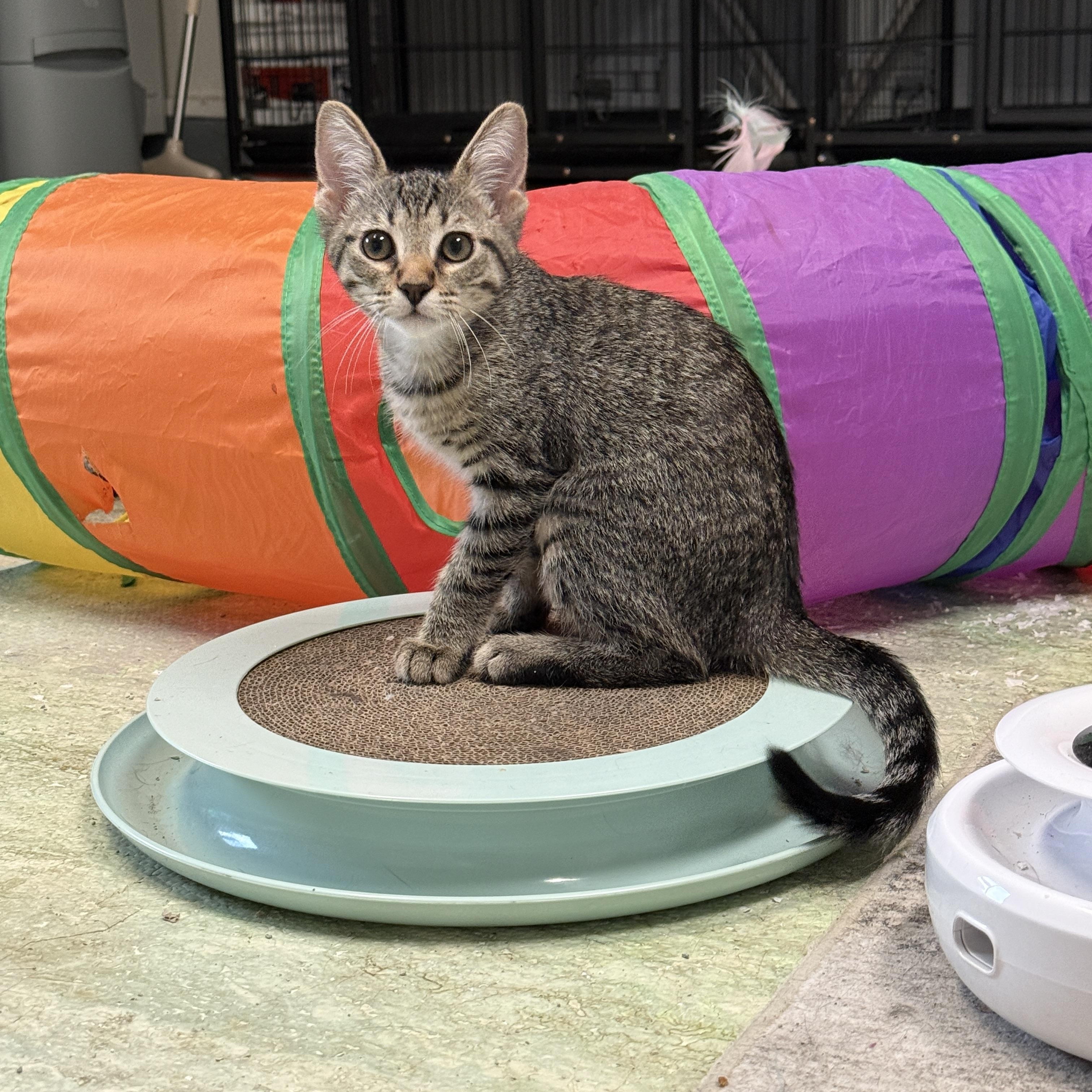 Enlarge Chili, a ADOPTABLE Domestic Short Hair in San Diego, CA image 4/4
