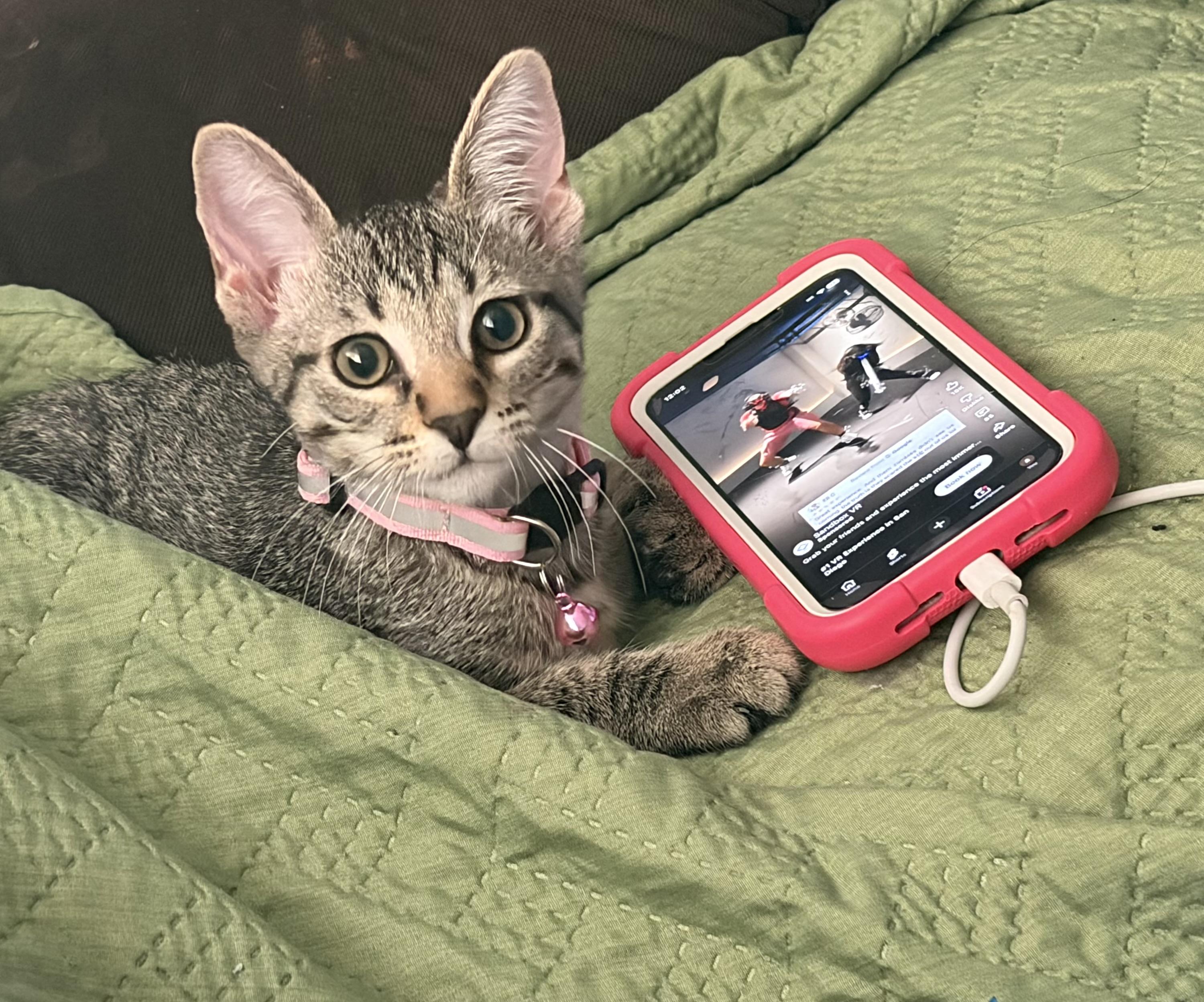 Chili, ADOPTABLE, Kitten Female Domestic Short Hair.