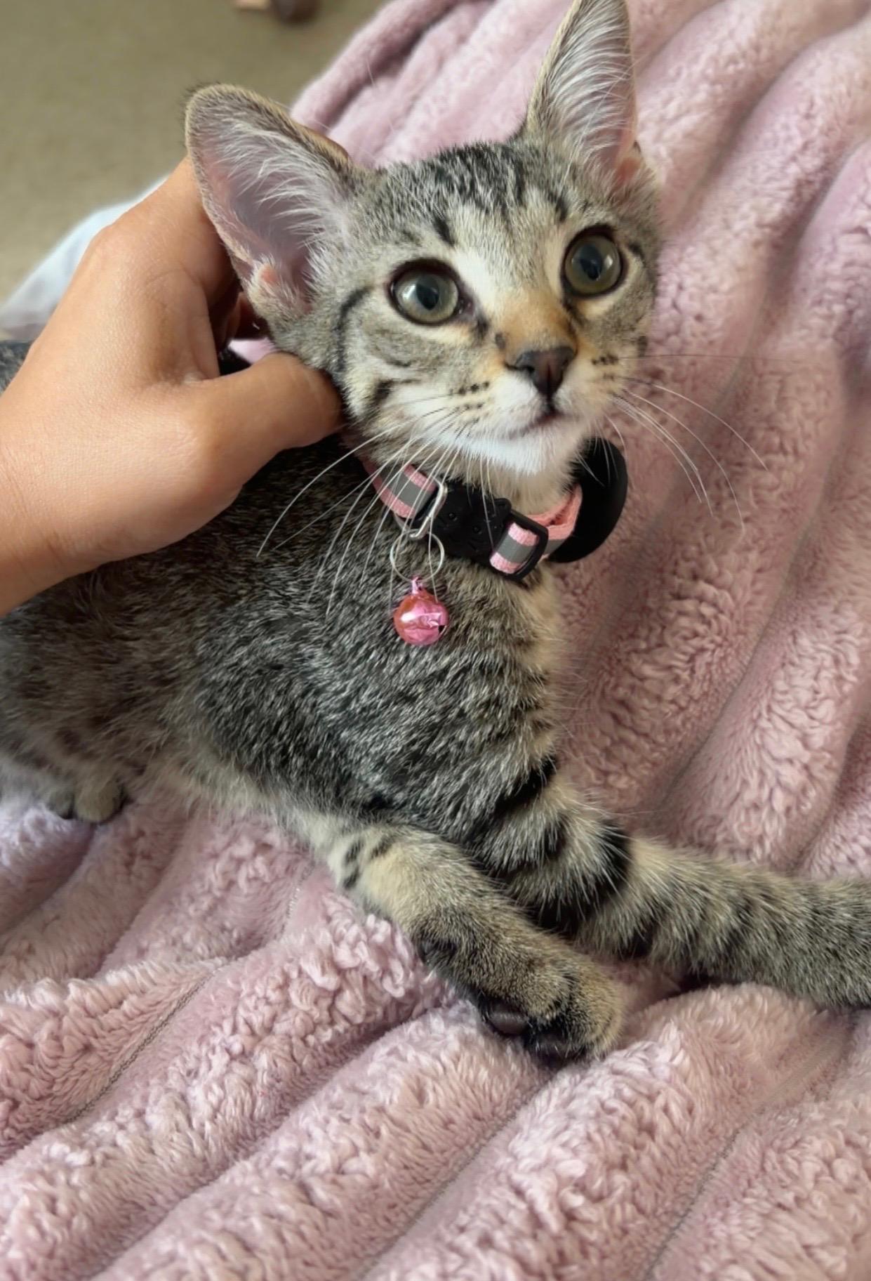 Enlarge Chili, a ADOPTABLE Domestic Short Hair in San Diego, CA image 3/4