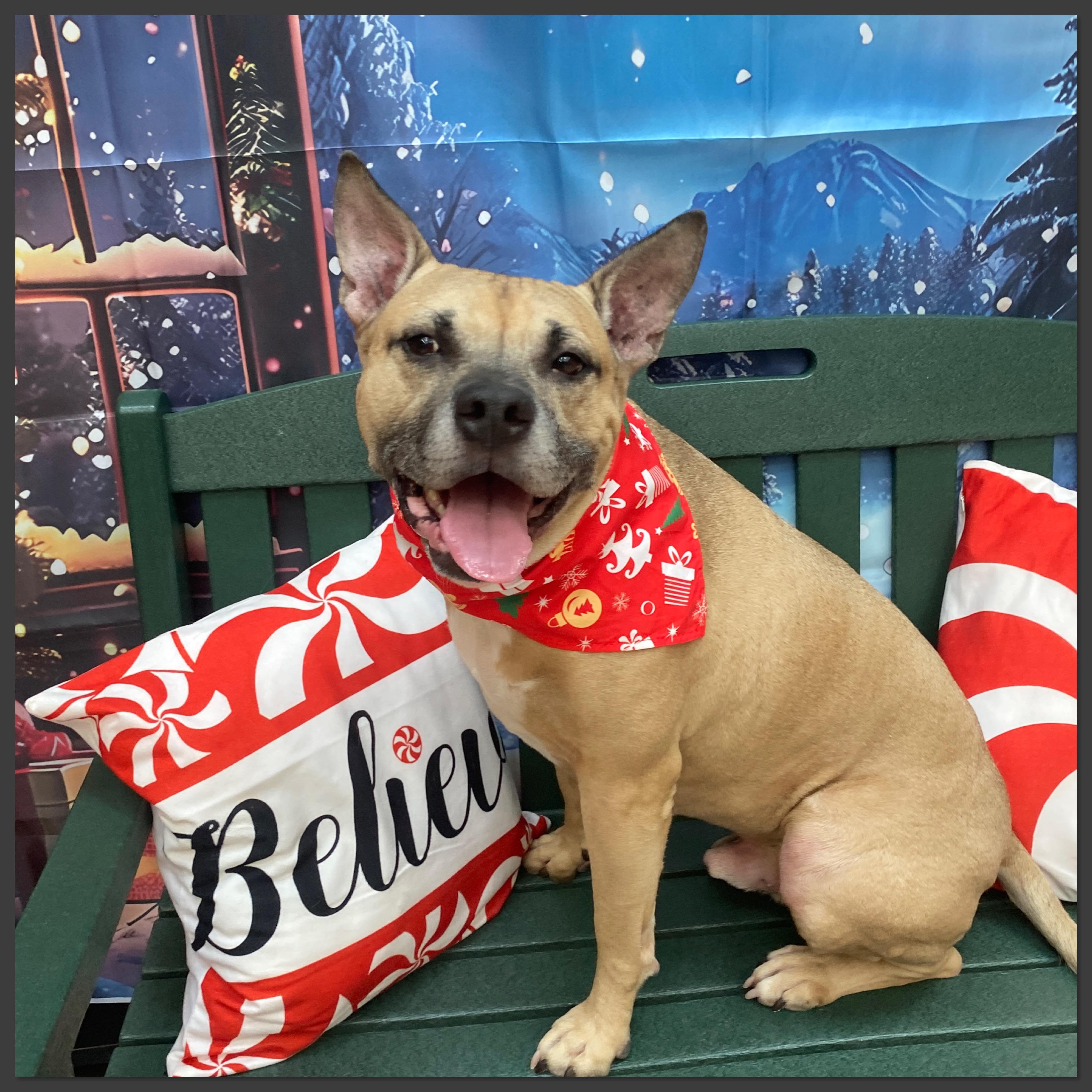 Remy, a Adoptable Mixed Breed in Elyria, OH image 1/5