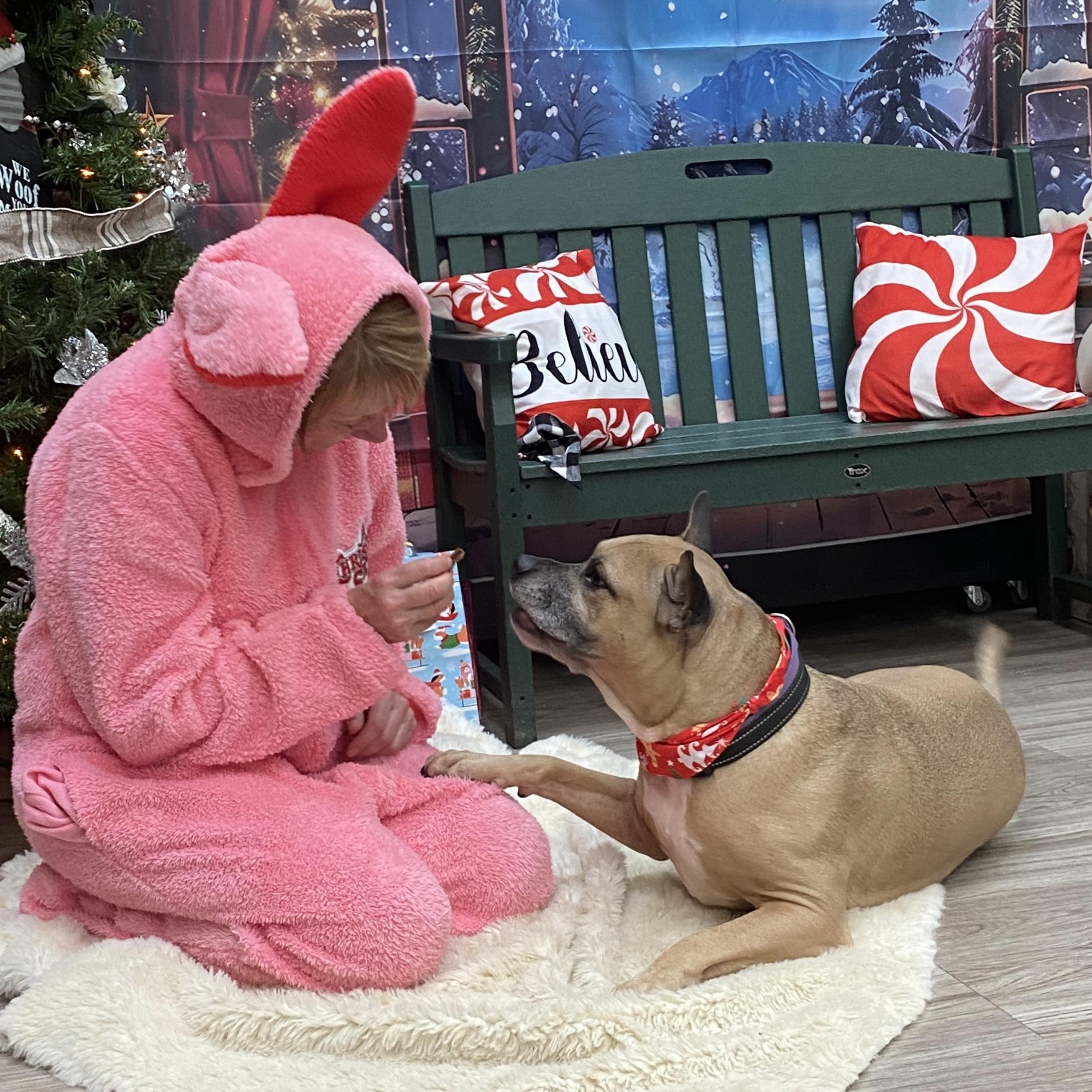 Remy, a Adoptable Mixed Breed in Elyria, OH image 4/5