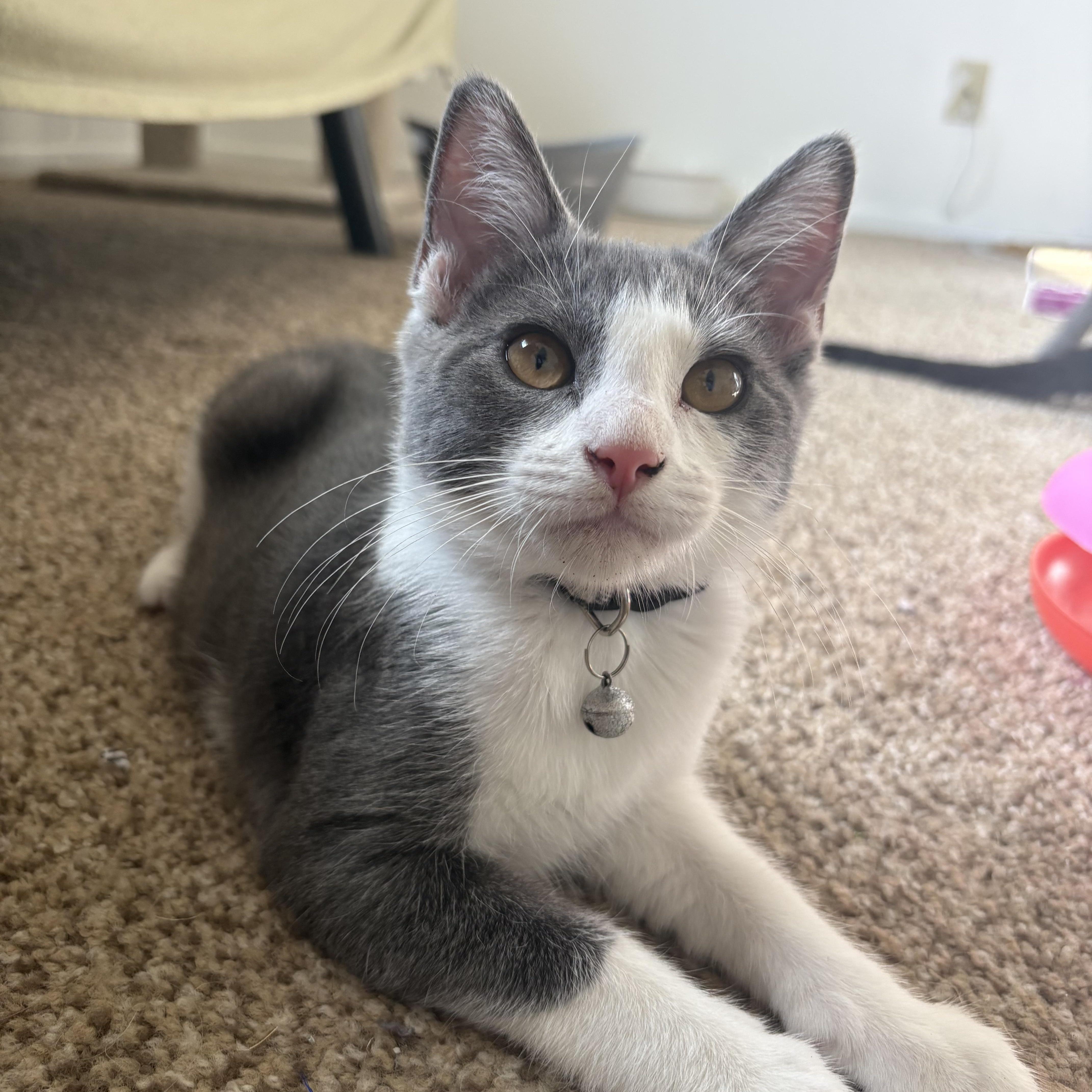 Ryder
