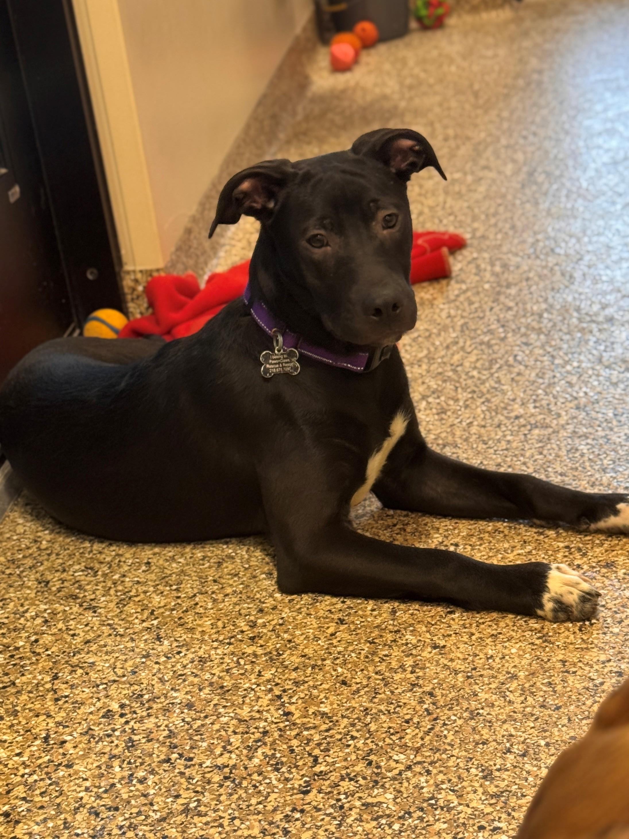 Bart, a ADOPTABLE mixed breed in Hackensack, MN image 2/6