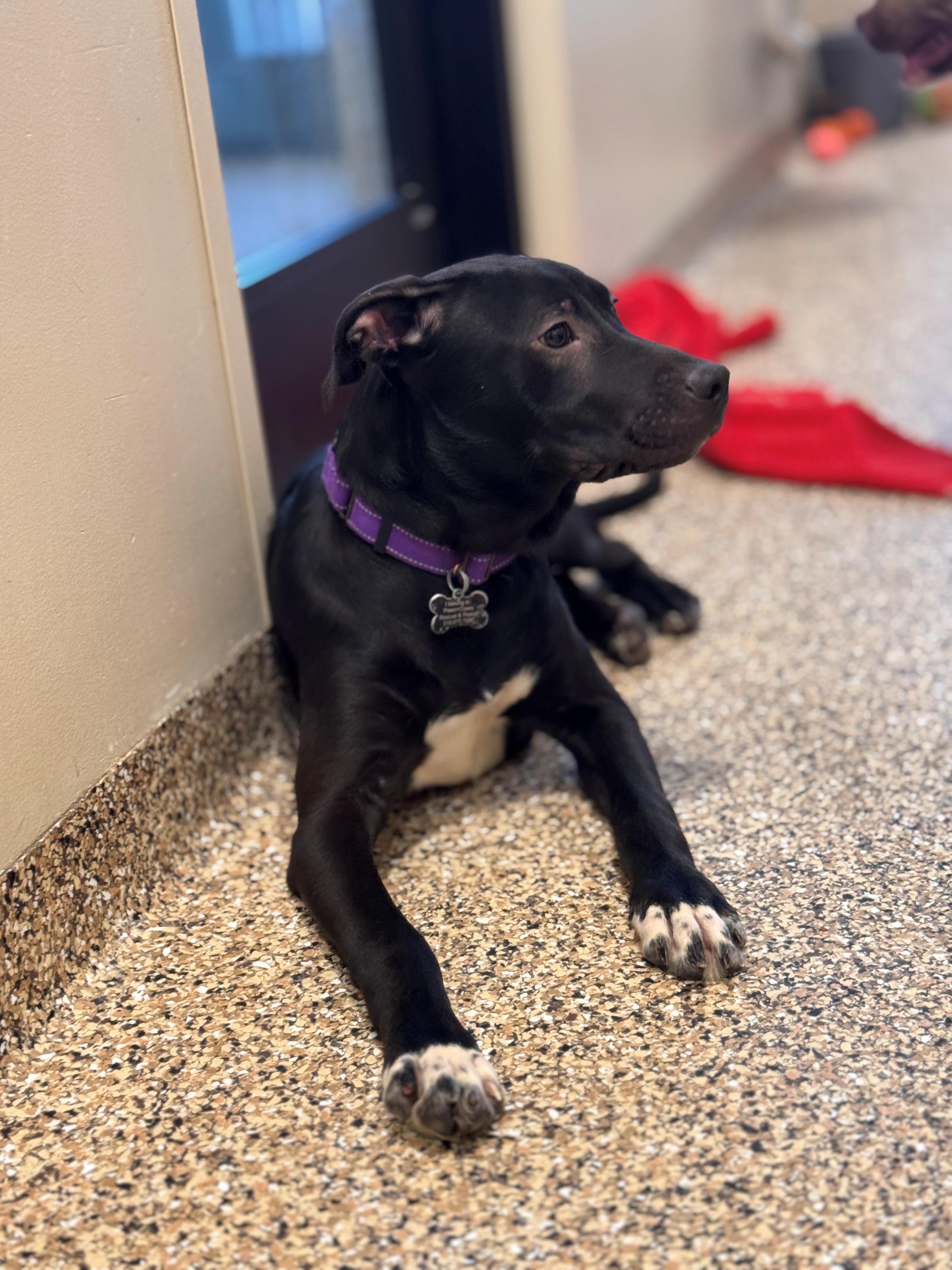 Bart, a ADOPTABLE mixed breed in Hackensack, MN image 6/6