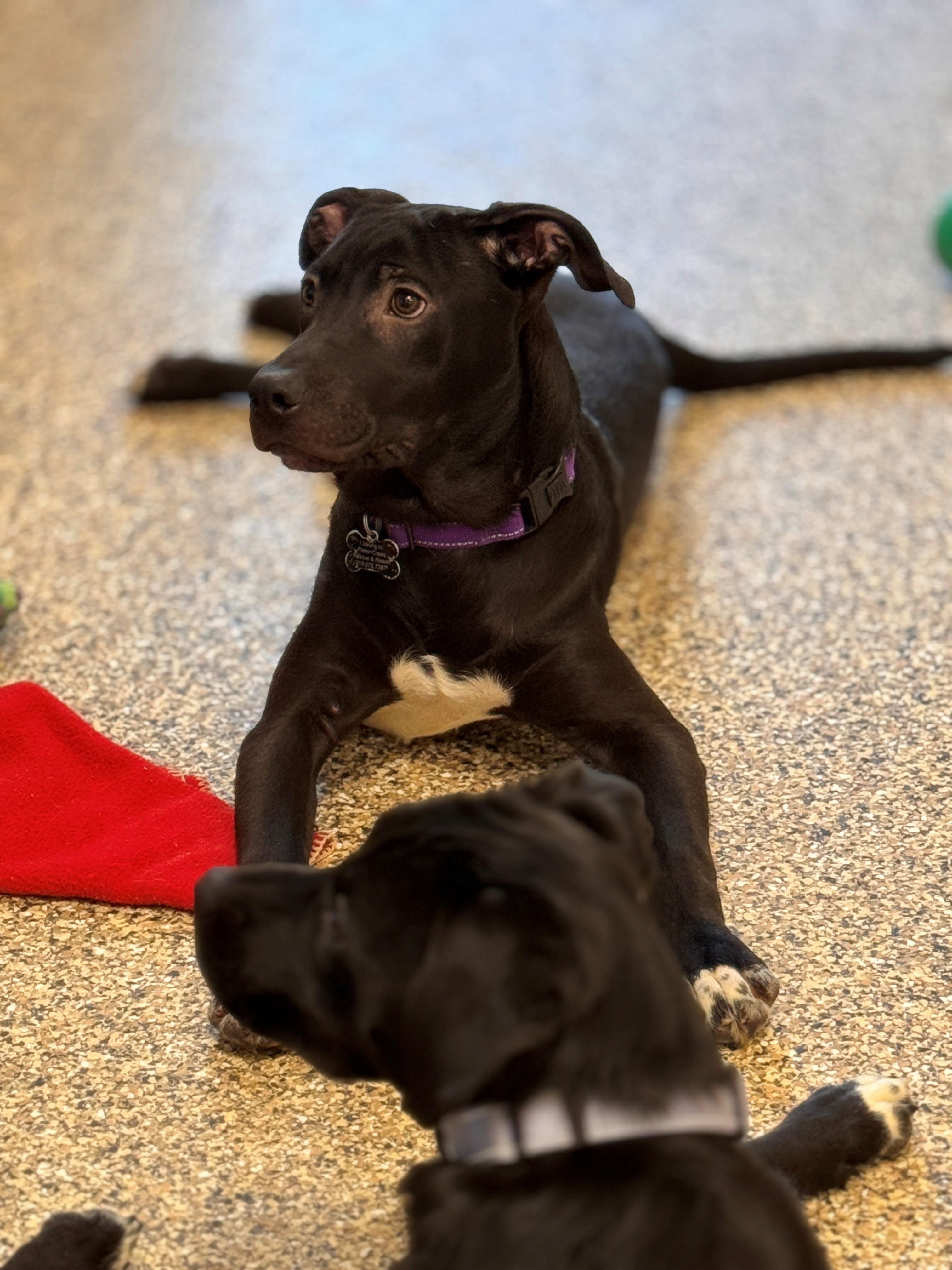 Bart, a ADOPTABLE mixed breed in Hackensack, MN image 4/6