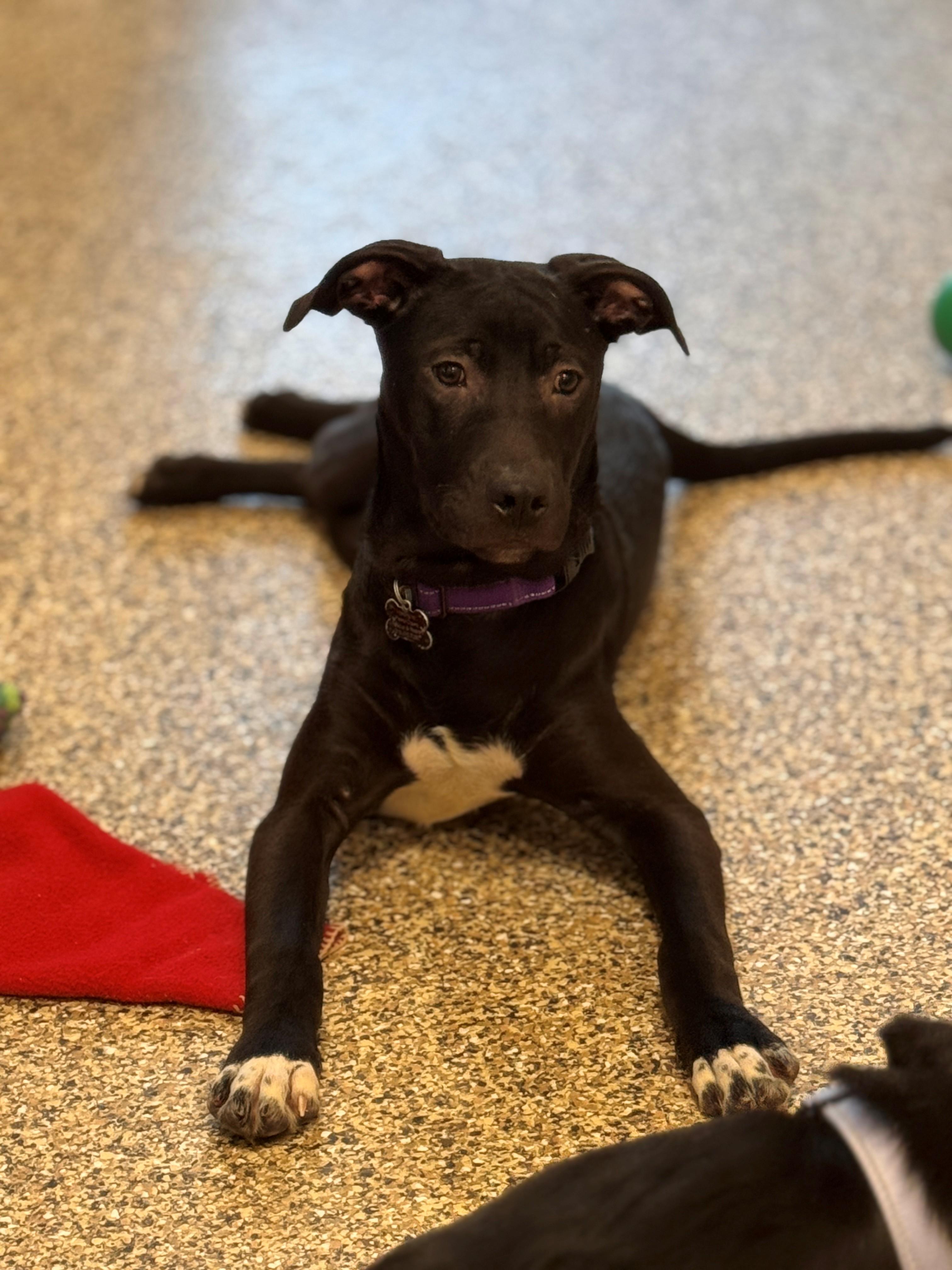 Bart, a ADOPTABLE mixed breed in Hackensack, MN image 5/6