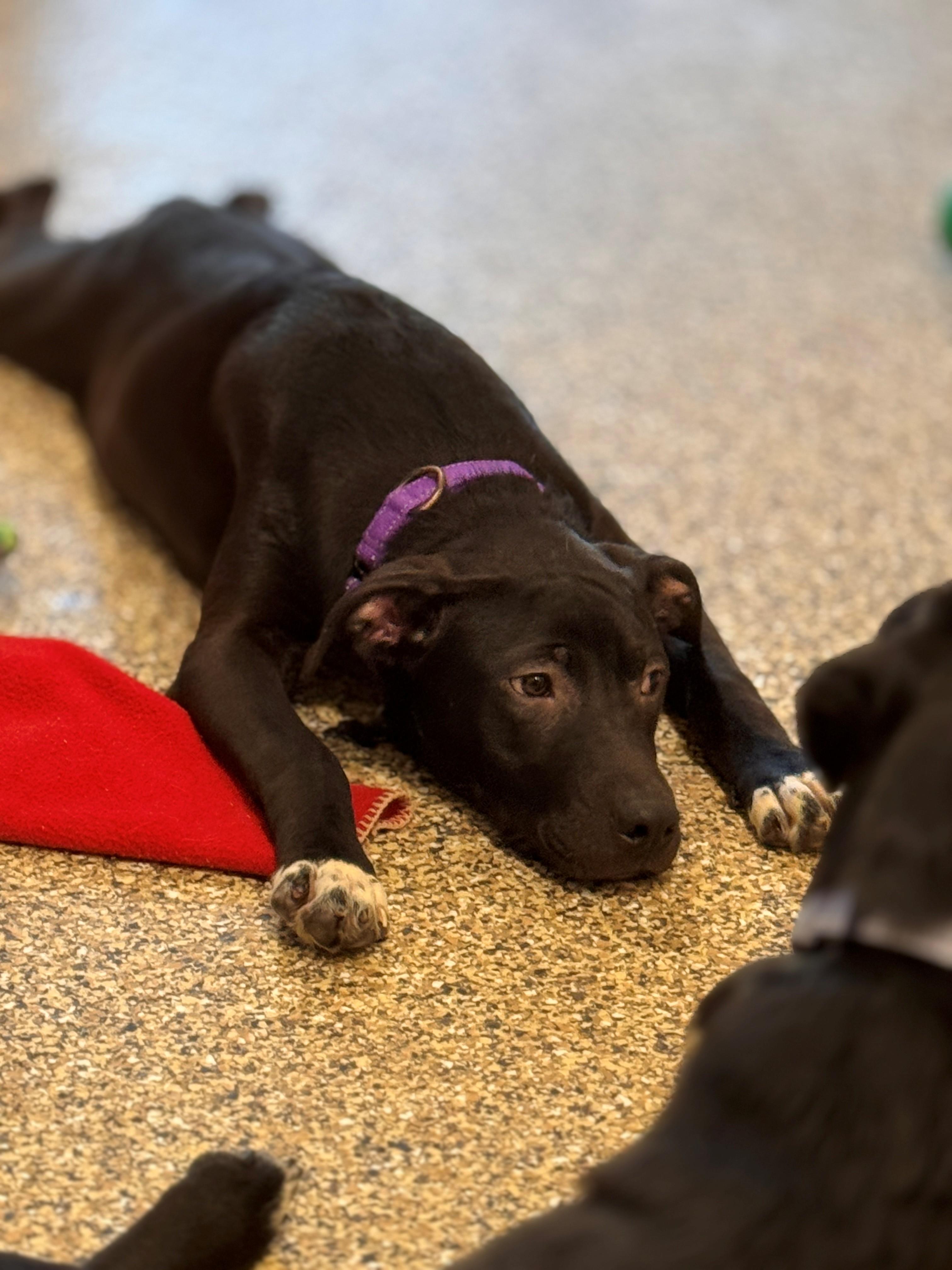 Bart, a ADOPTABLE mixed breed in Hackensack, MN image 1/6