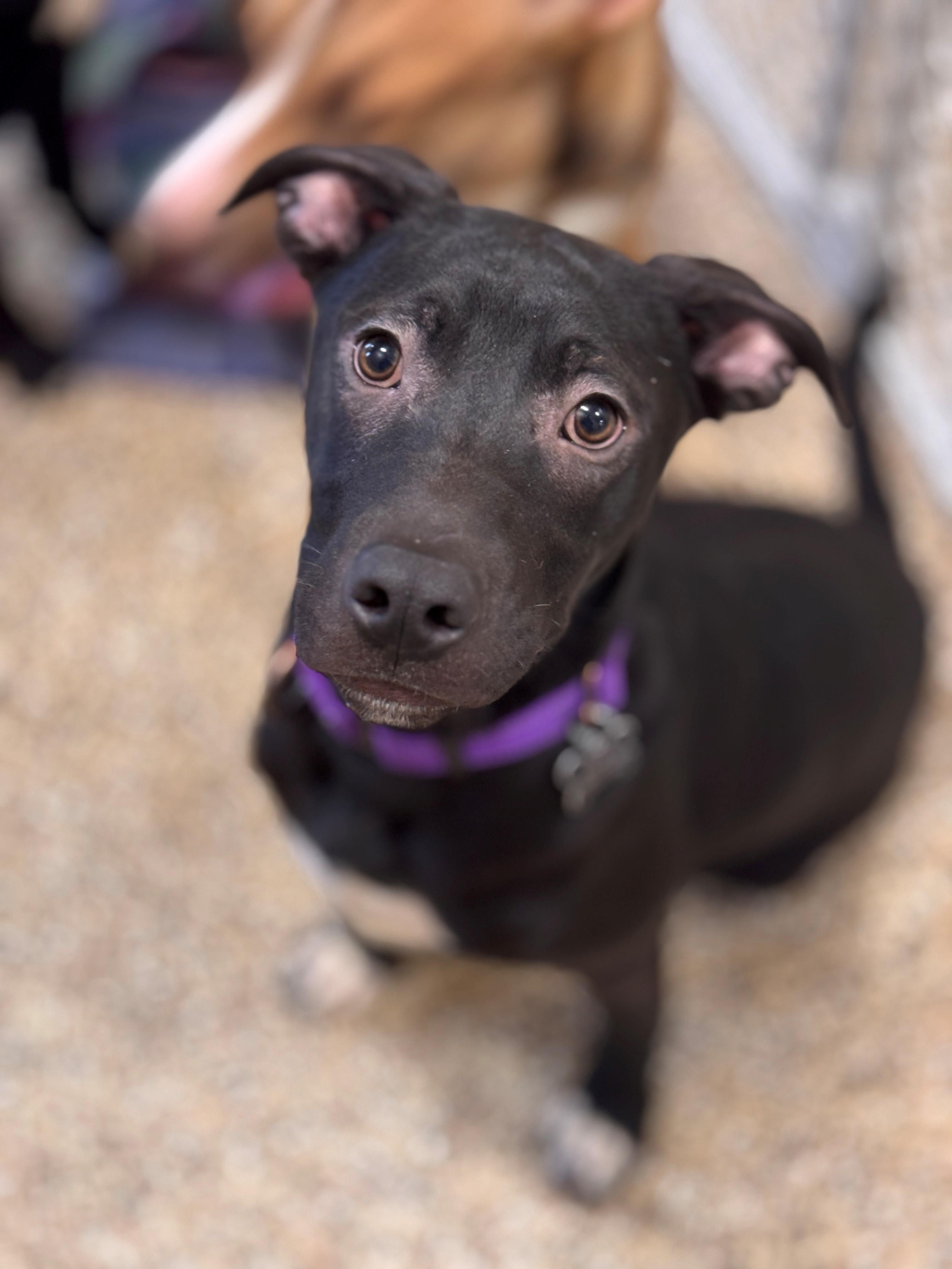 Bart, a ADOPTABLE mixed breed in Hackensack, MN image 3/6