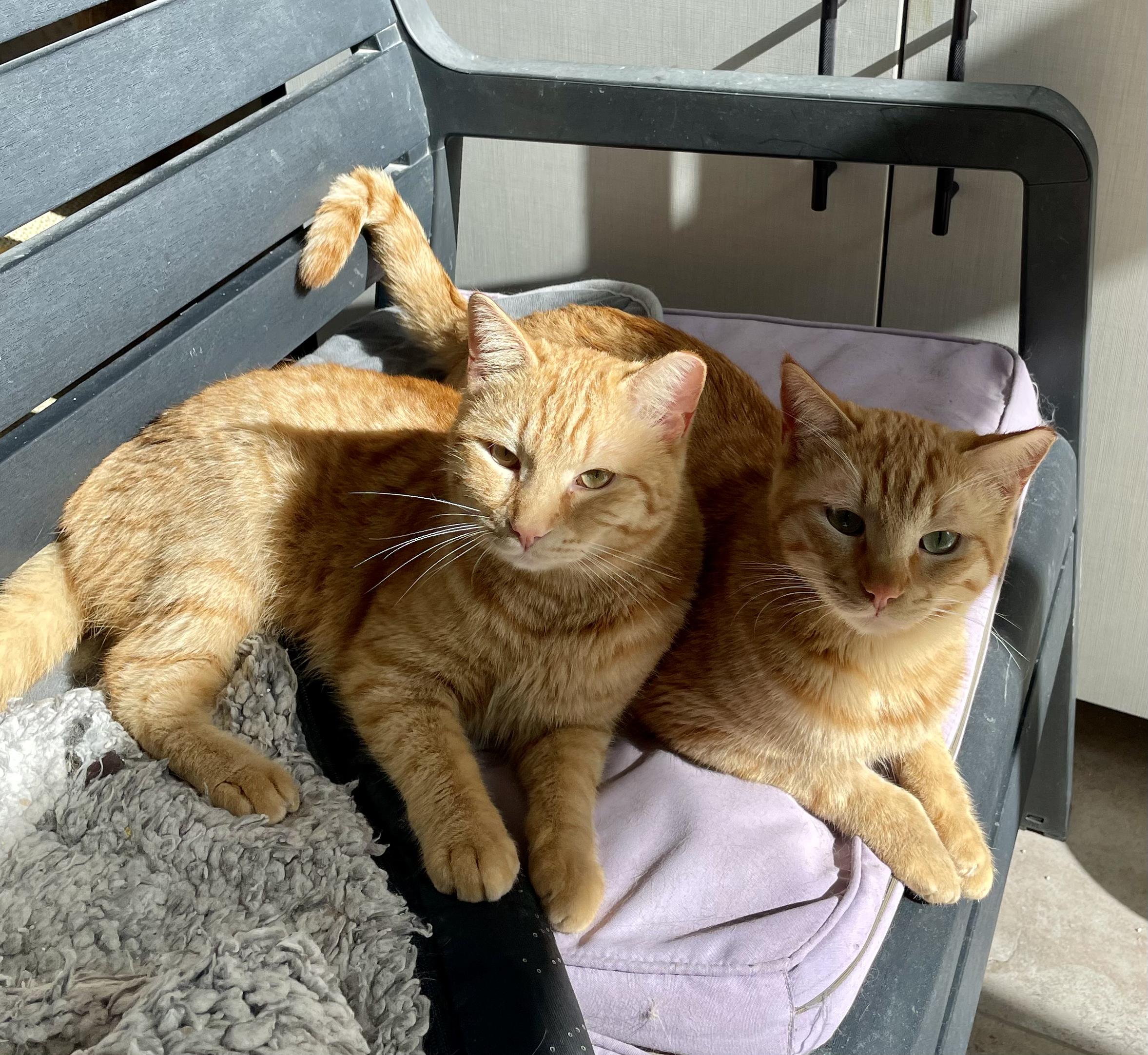 Enlarge Mucho and Lucho, the Sweetest Brothers, a Adoptable Domestic Short Hair in Somerset, NJ image 1/6