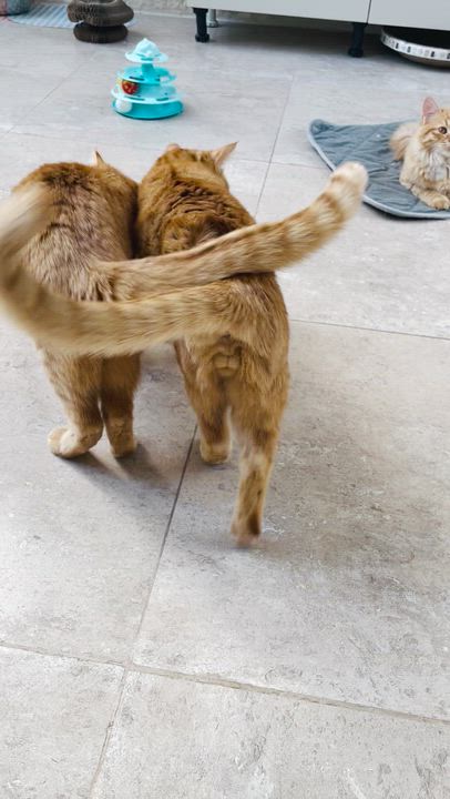 Enlarge Mucho and Lucho, the Sweetest Brothers, a Adoptable Domestic Short Hair in Somerset, NJ video 6/6