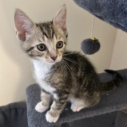 MATTHEW, an adopted mixed breed in Wilmington, OH image 2/2