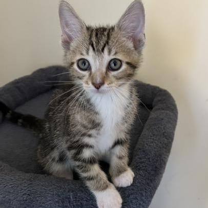 MATTHEW, an adopted mixed breed in Wilmington, OH image 1/2