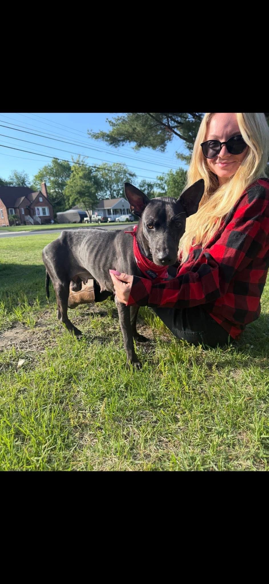 Echo, Adoptable, Adult Female Mixed Breed.