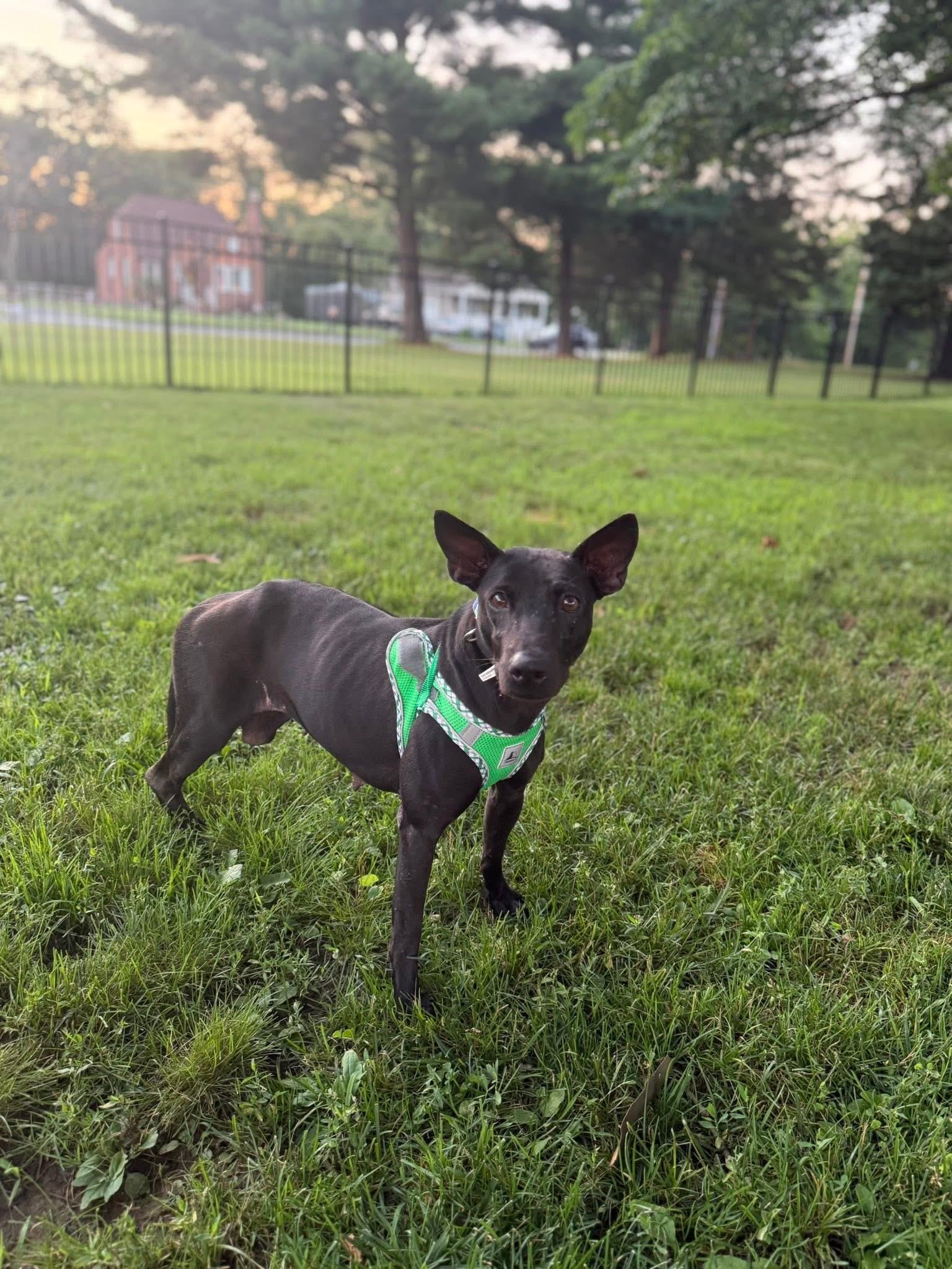 Enlarge Echo, a Adoptable Mixed Breed in Egg Harbor Township, NJ image 2/6