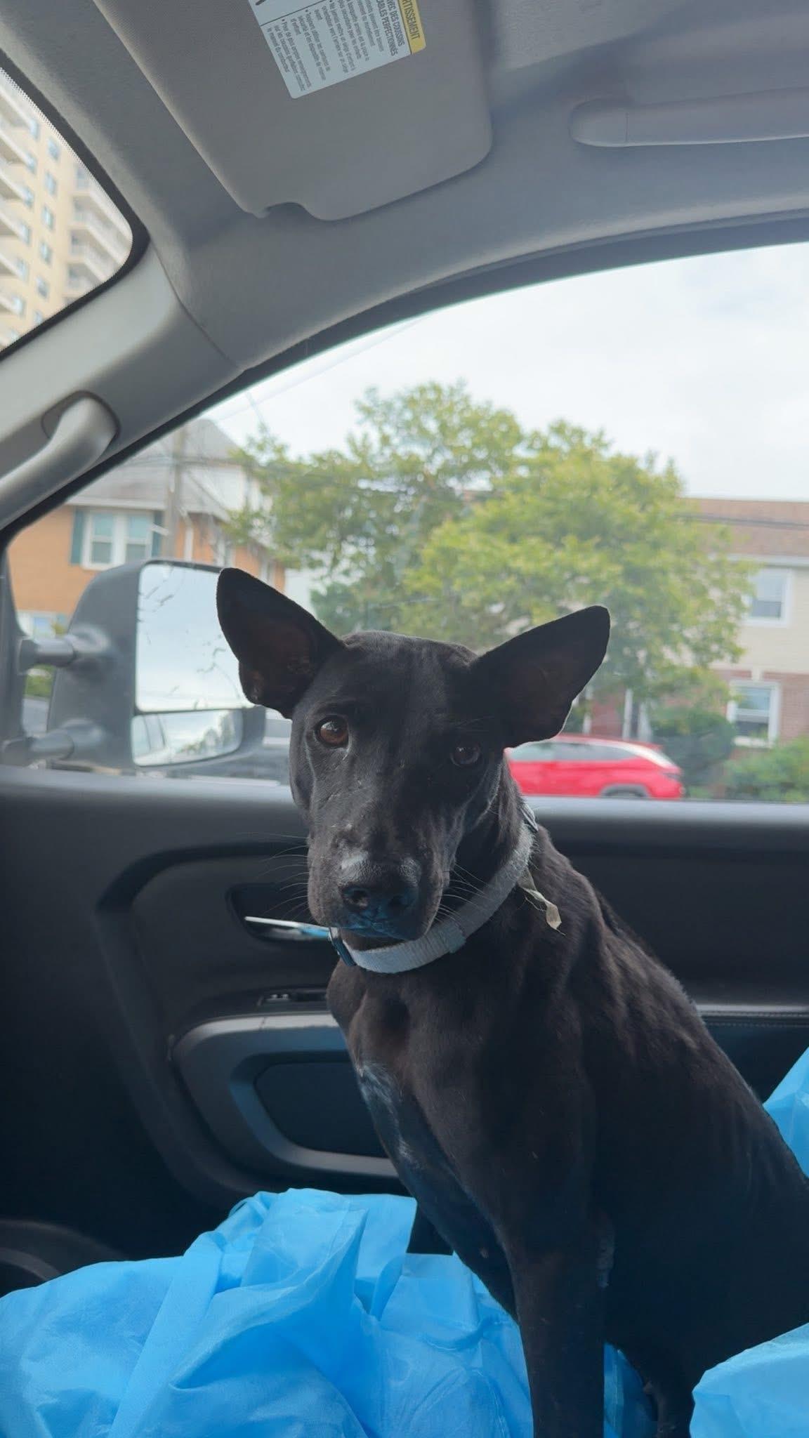 Enlarge Echo, a Adoptable Mixed Breed in Egg Harbor Township, NJ image 3/6