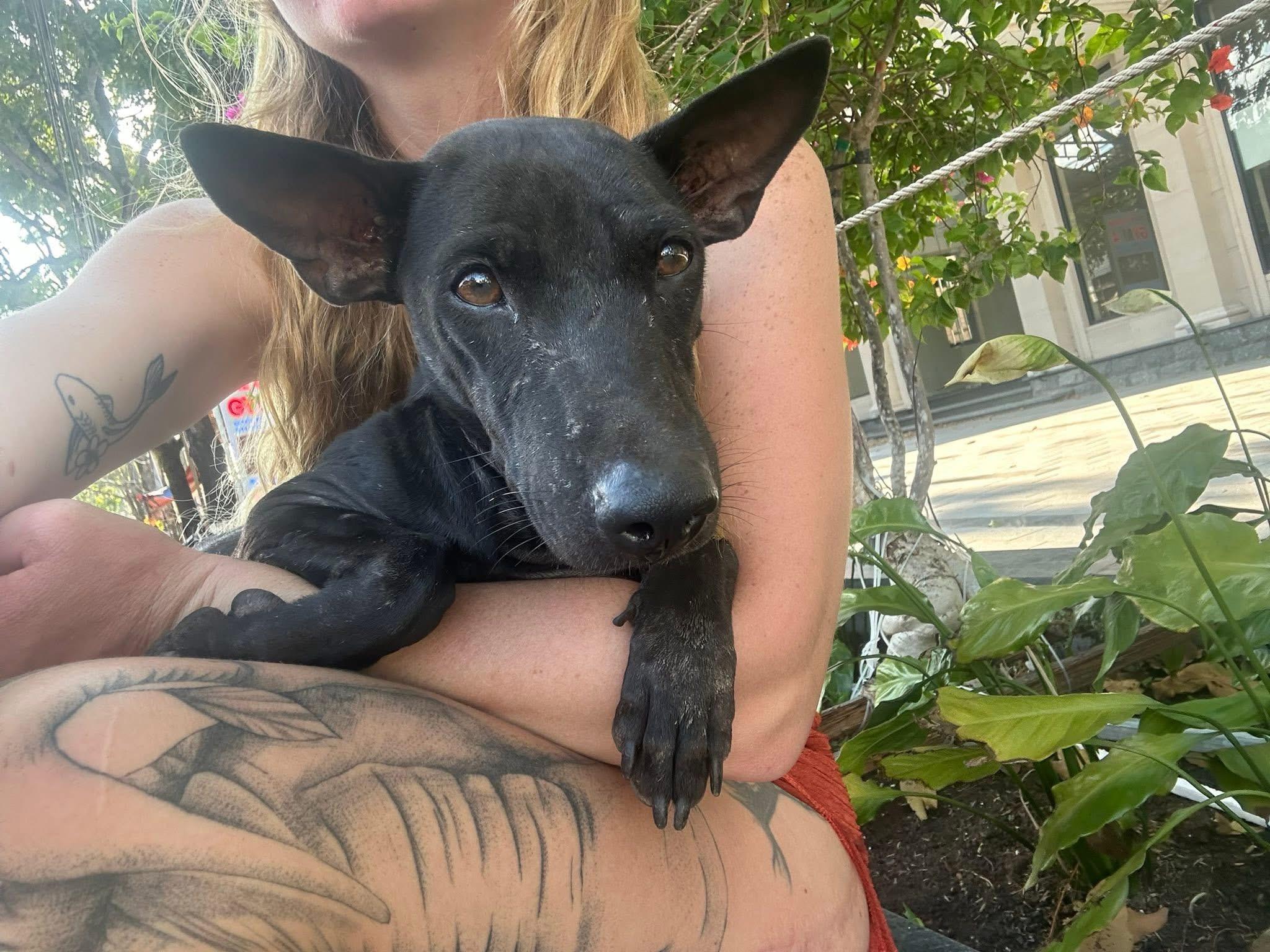 Enlarge Echo, a Adoptable Mixed Breed in Egg Harbor Township, NJ image 4/6