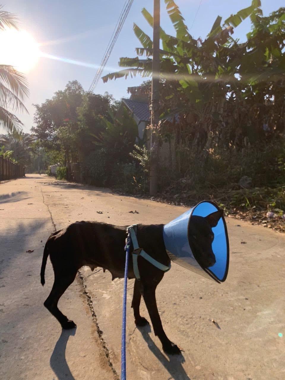 Enlarge Echo, a Adoptable Mixed Breed in Egg Harbor Township, NJ image 5/6