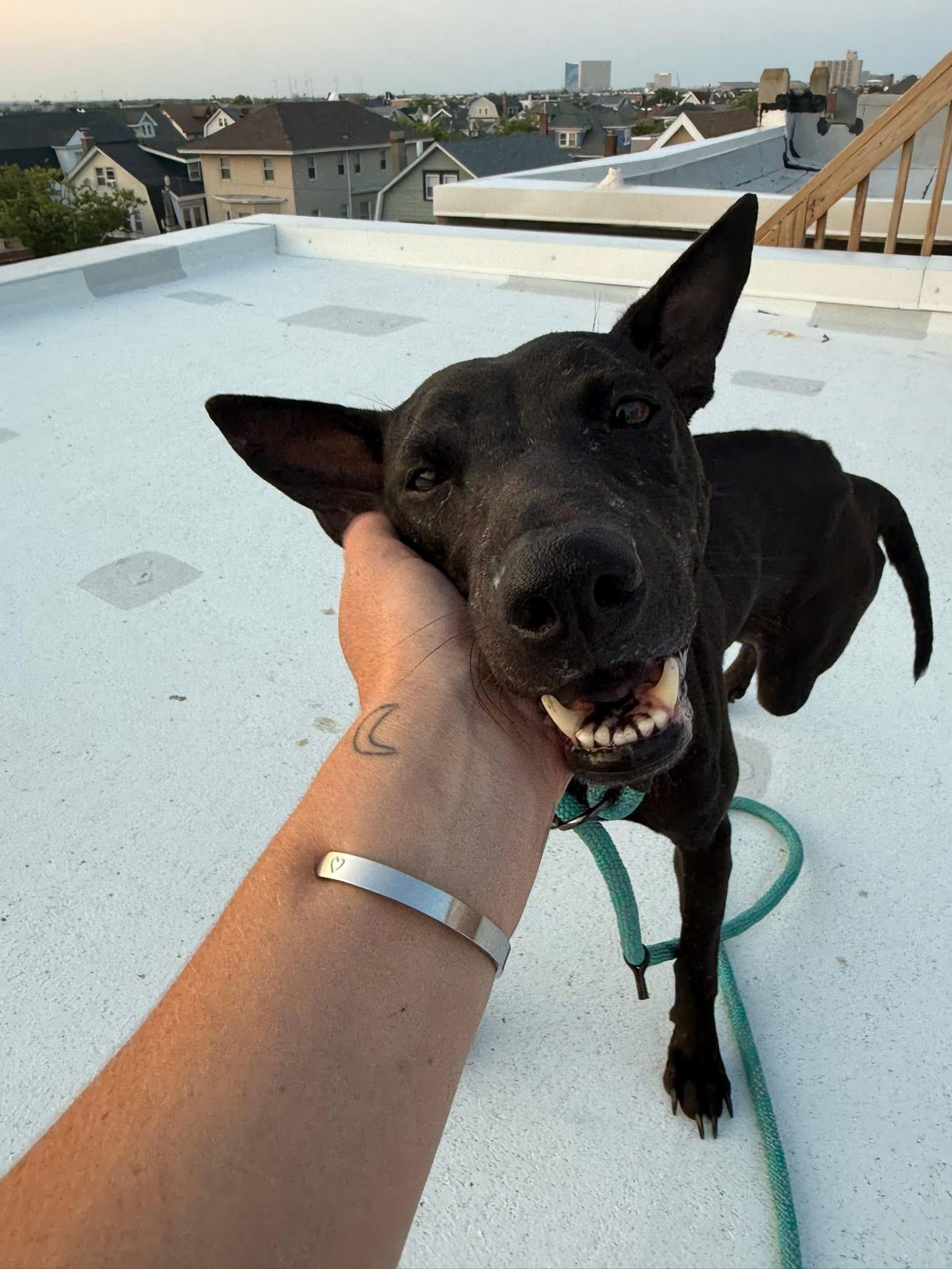 Enlarge Echo, a Adoptable Mixed Breed in Egg Harbor Township, NJ image 6/6