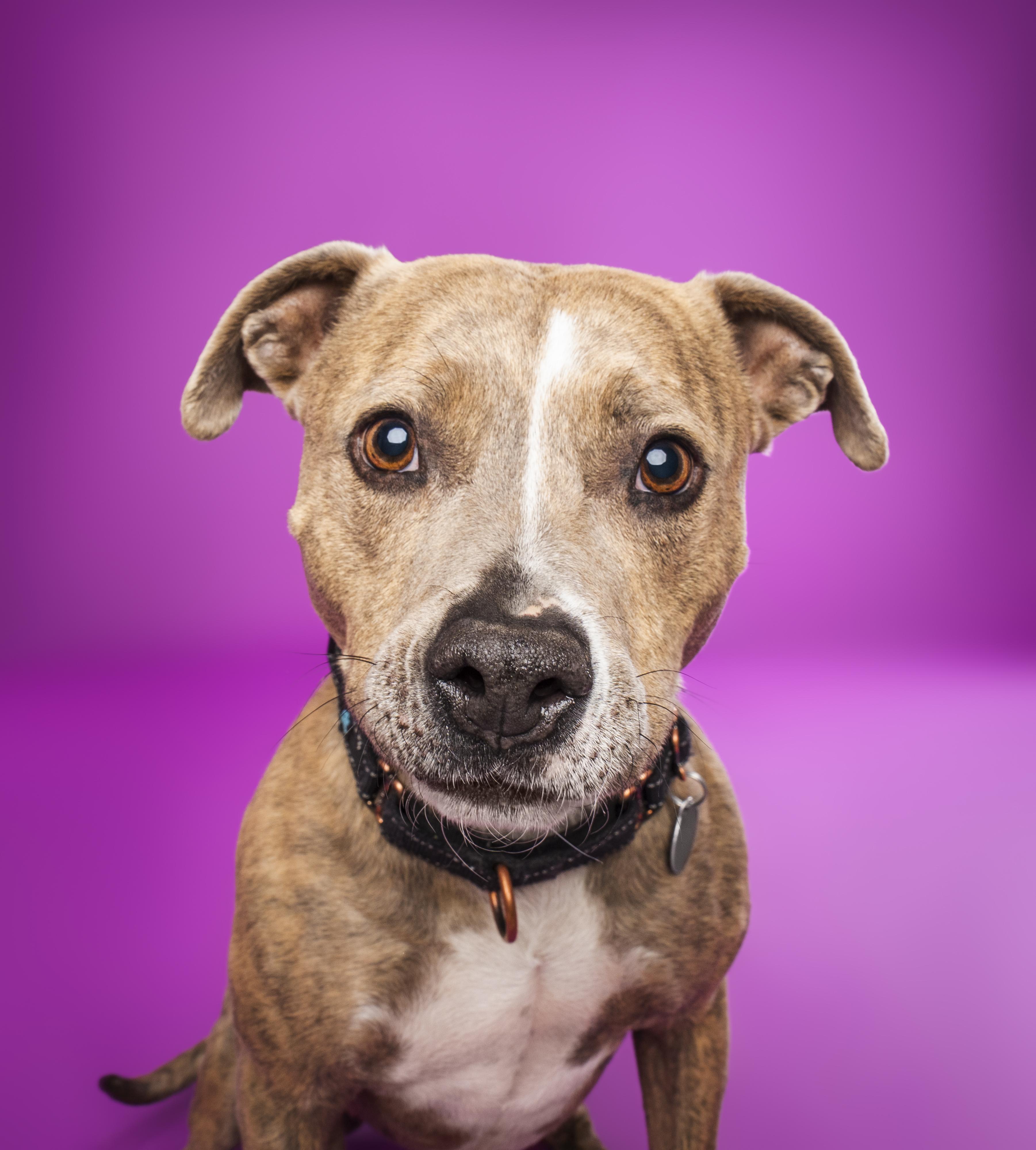 Kida, a Adoptable mixed breed in Buena Vista, CO image 2/6