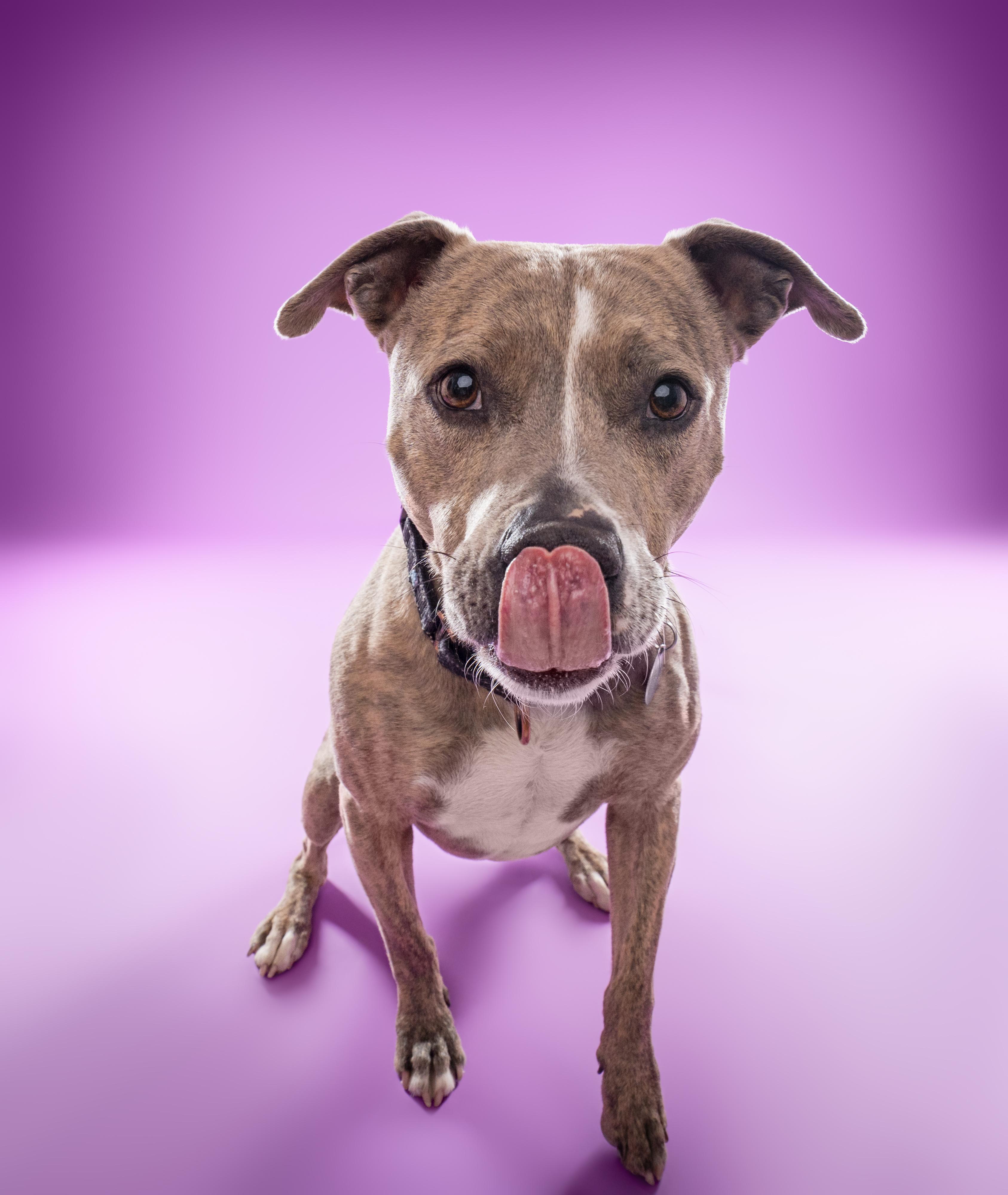 Kida, a Adoptable mixed breed in Buena Vista, CO image 1/6