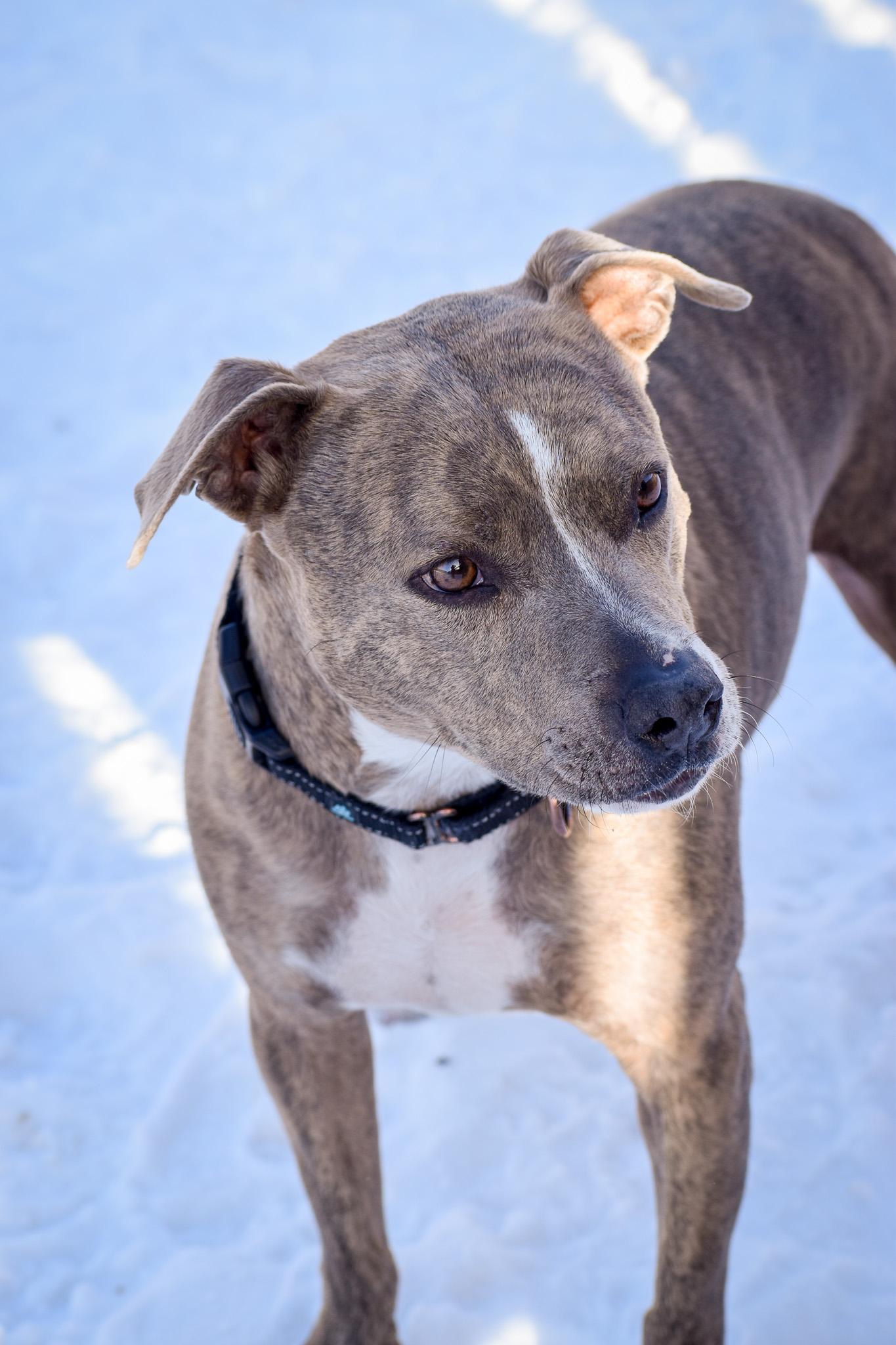 Kida, an adoptable Pit Bull Terrier in Buena Vista, CO, 81211 | Photo Image 4