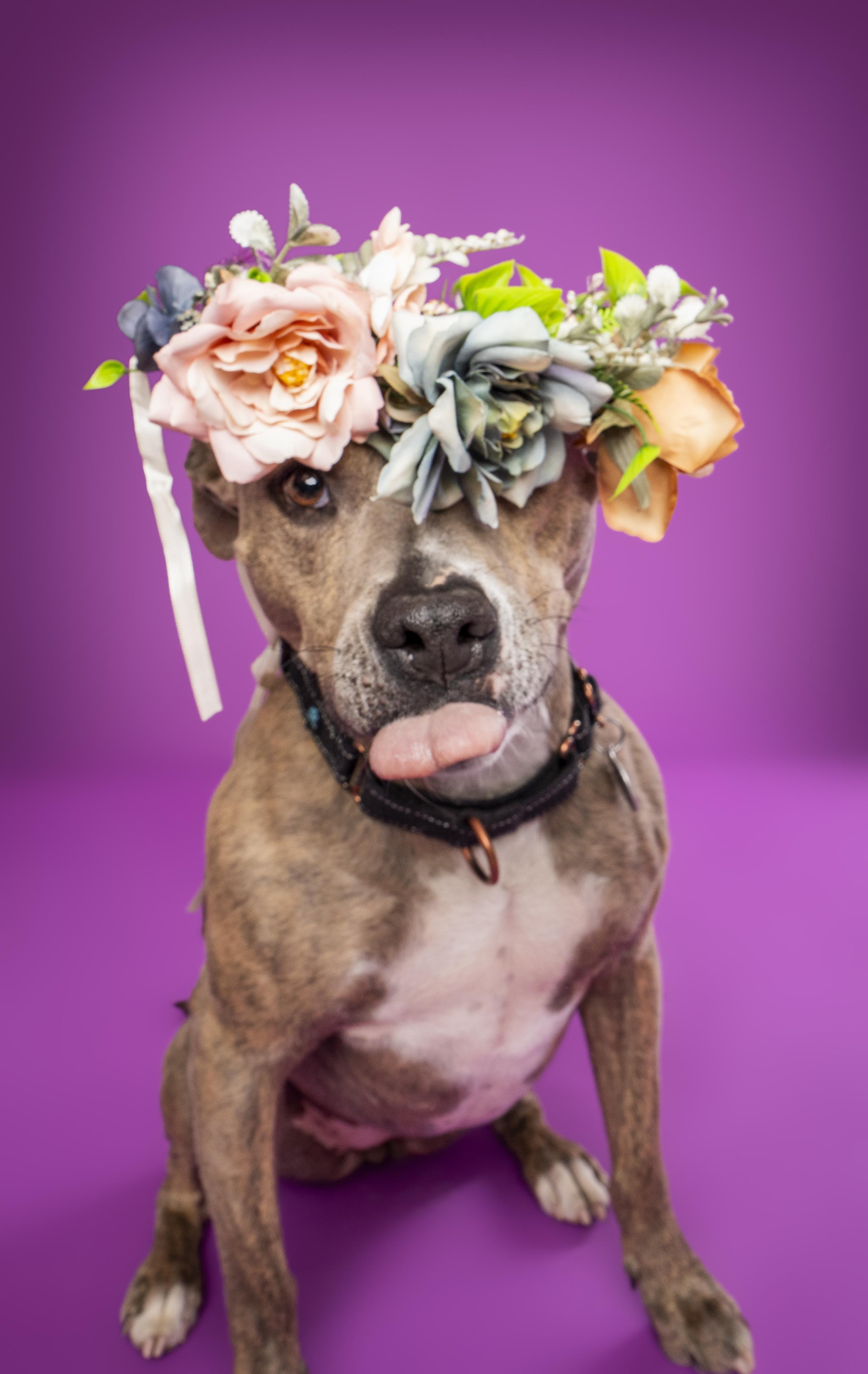 Kida, an adoptable Pit Bull Terrier in Buena Vista, CO, 81211 | Photo Image 3