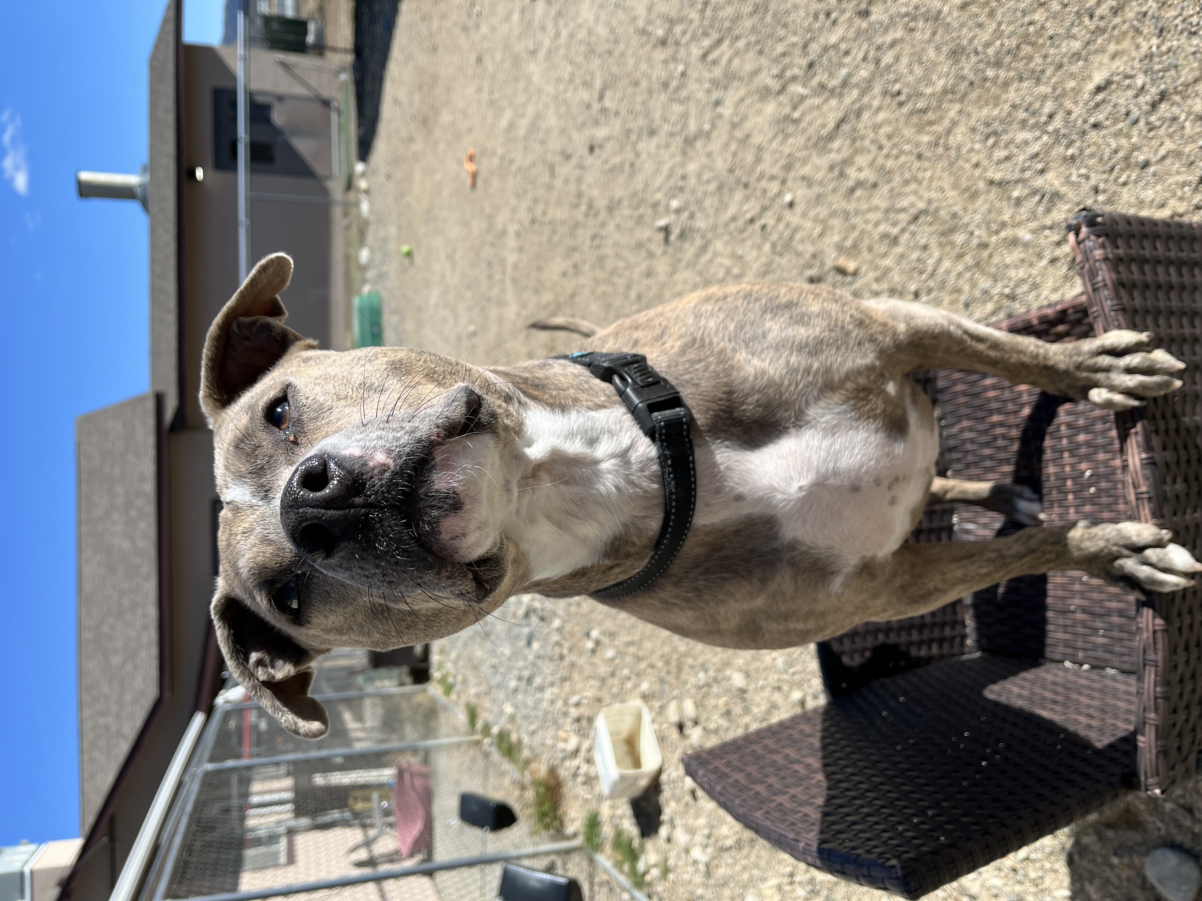 Kida, an adoptable Pit Bull Terrier in Buena Vista, CO, 81211 | Photo Image 5