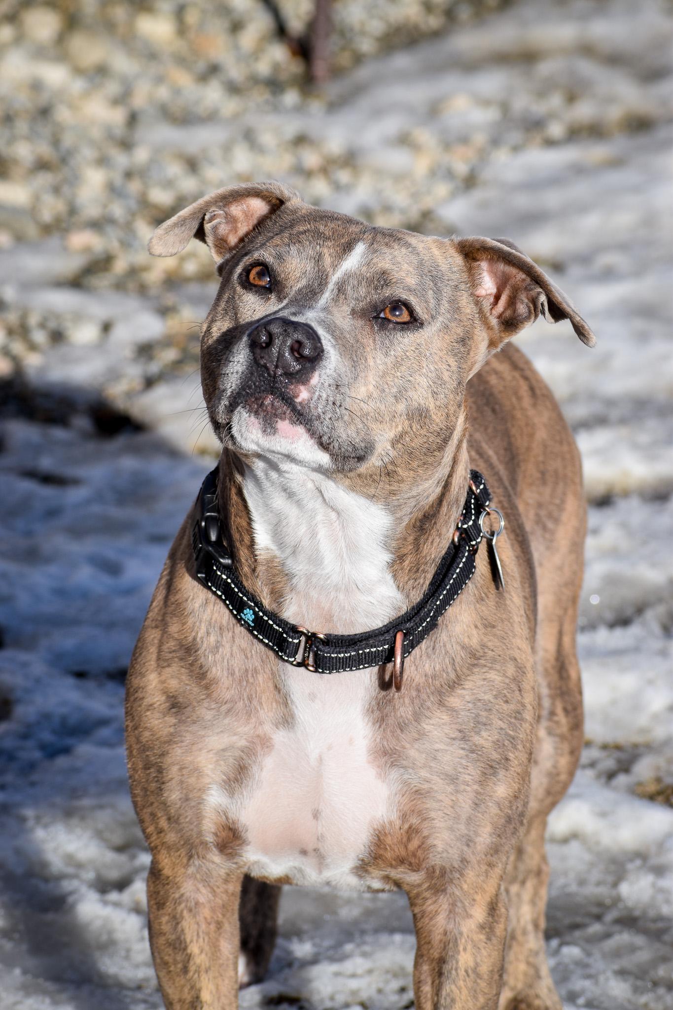 Kida, an adoptable Pit Bull Terrier in Buena Vista, CO, 81211 | Photo Image 6